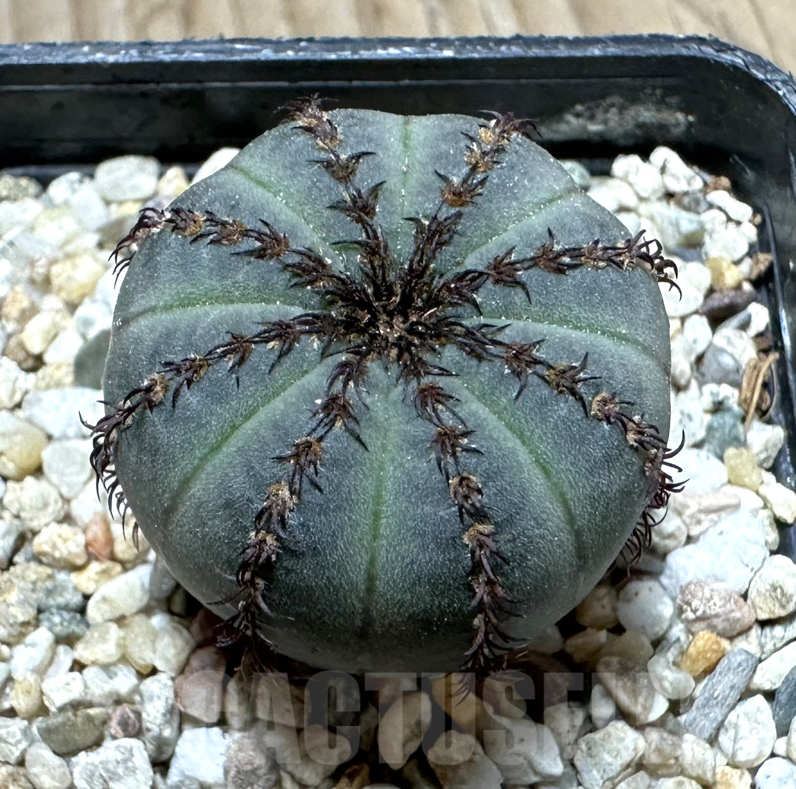 SHPR33527 Frailea asterioides ‘Niten’