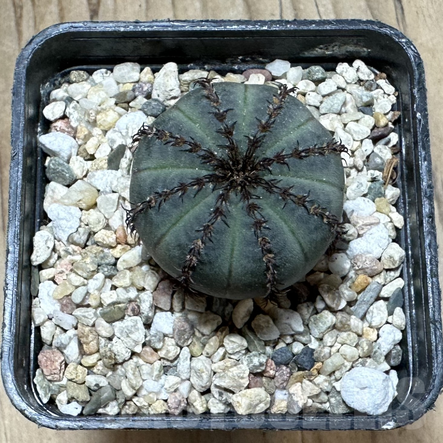 SHPR33527 Frailea asterioides ‘Niten’ - Image 2