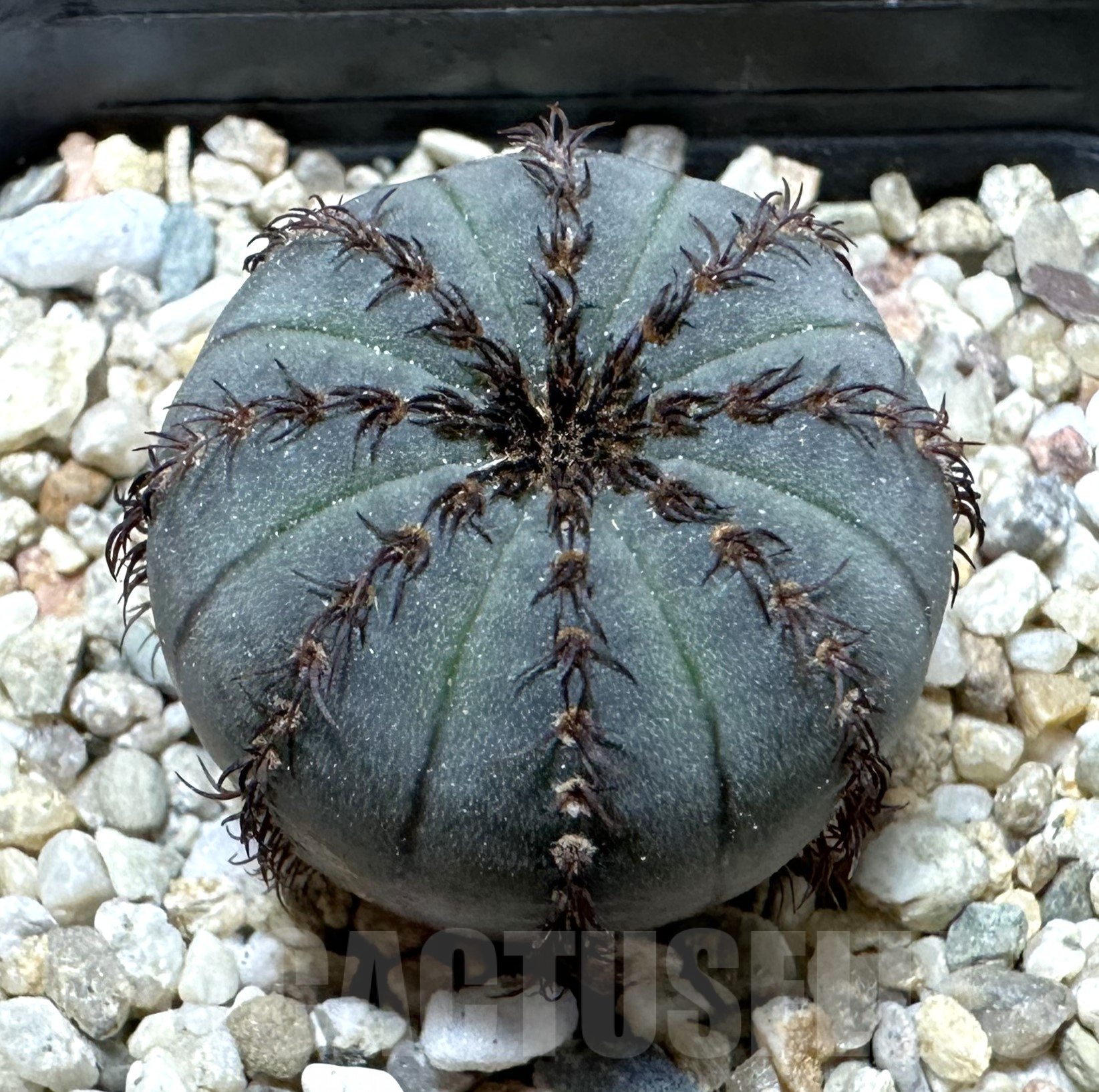 SHPR33528 Frailea asterioides ‘Niten’