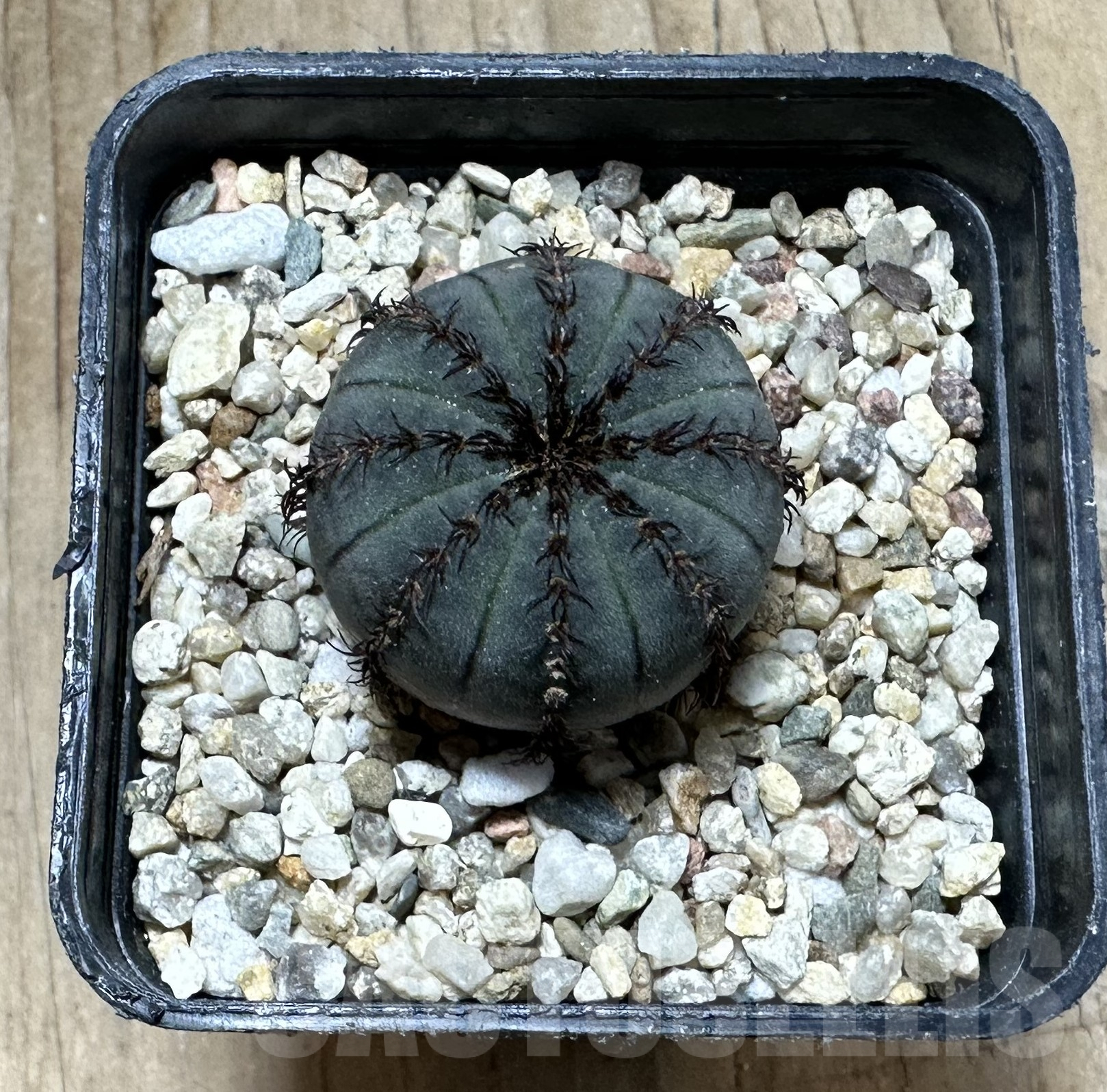 SHPR33528 Frailea asterioides ‘Niten’ - 画像 (2)