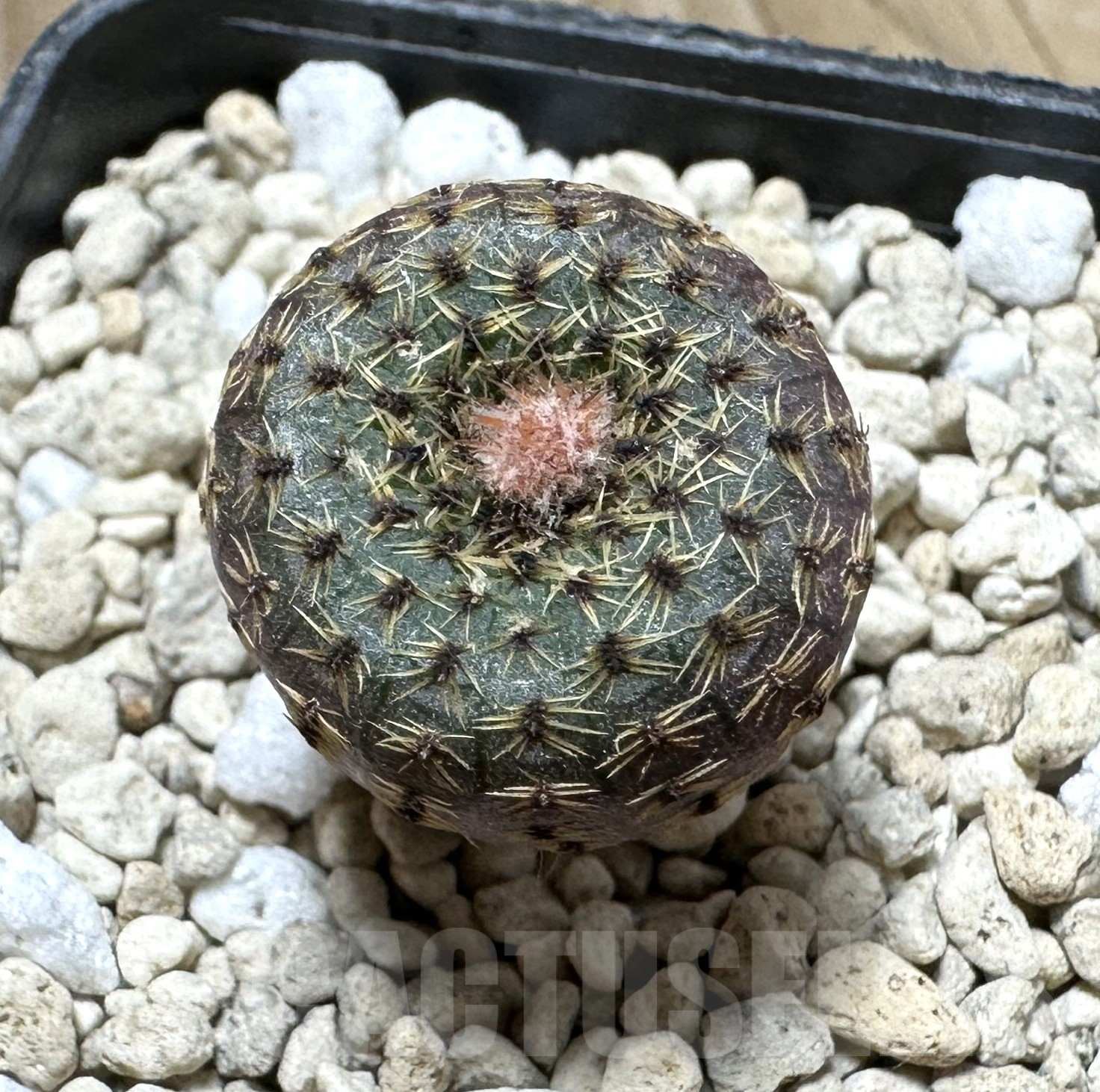 SHPR33529 Frailea phaeodisca