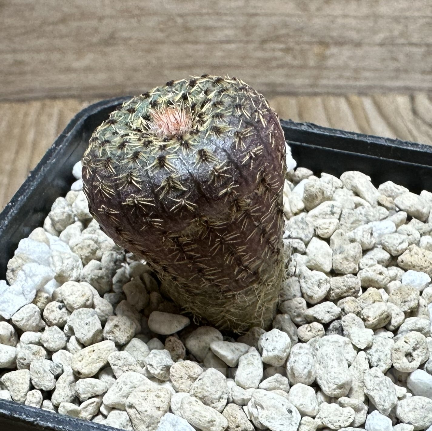 SHPR33529 Frailea phaeodisca - 画像 (2)