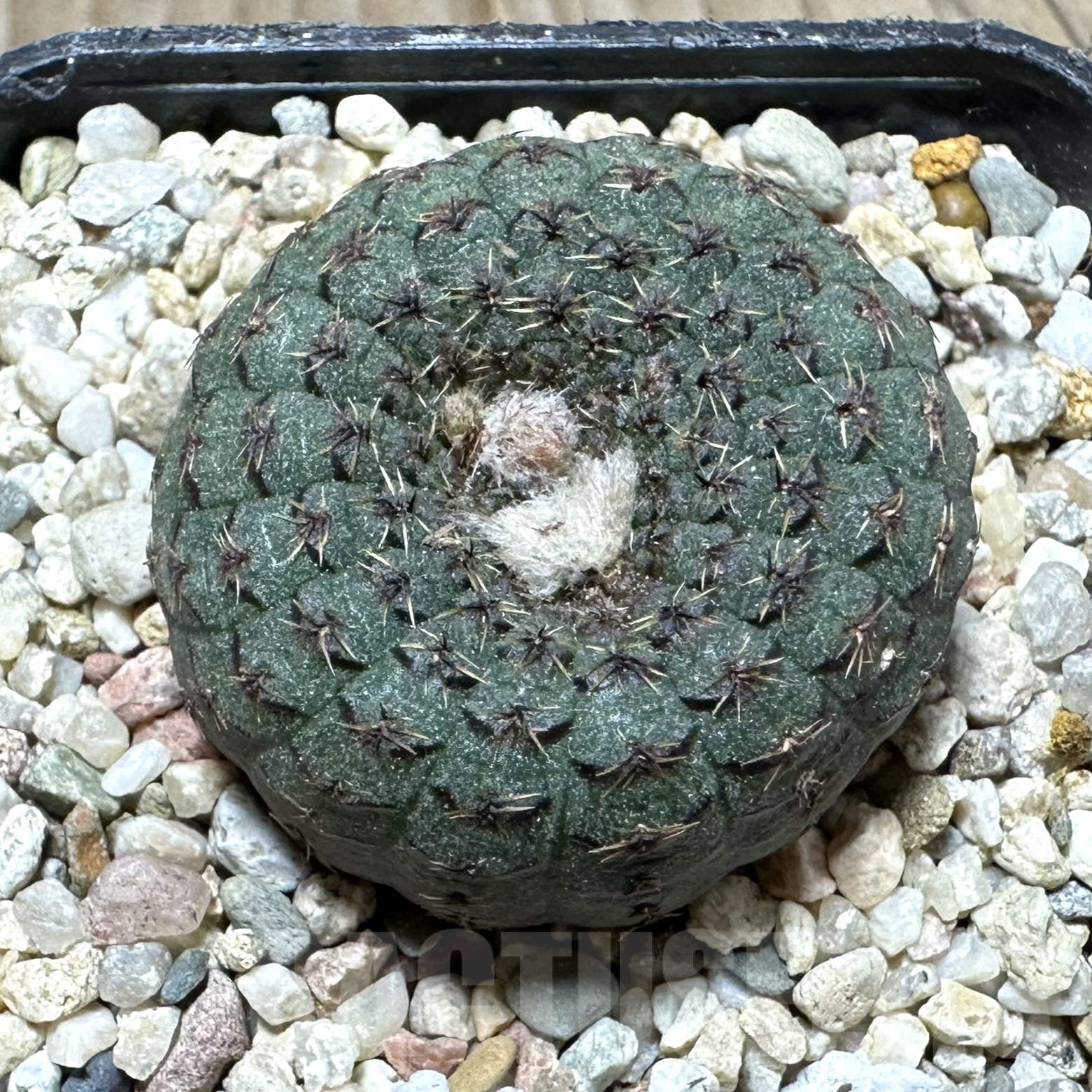 SHPR33530 Frailea cataphracta