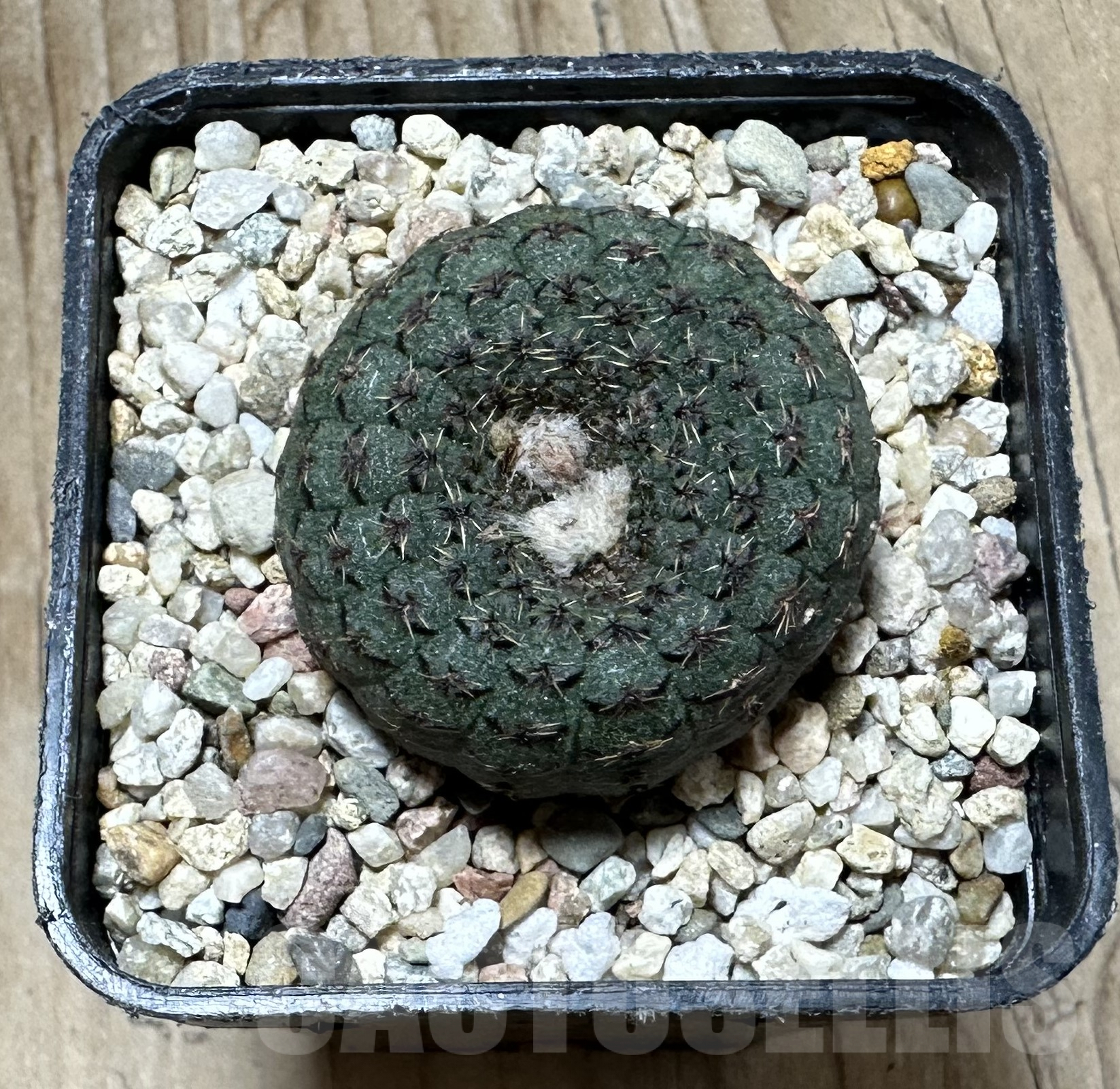 SHPR33530 Frailea cataphracta - Image 2