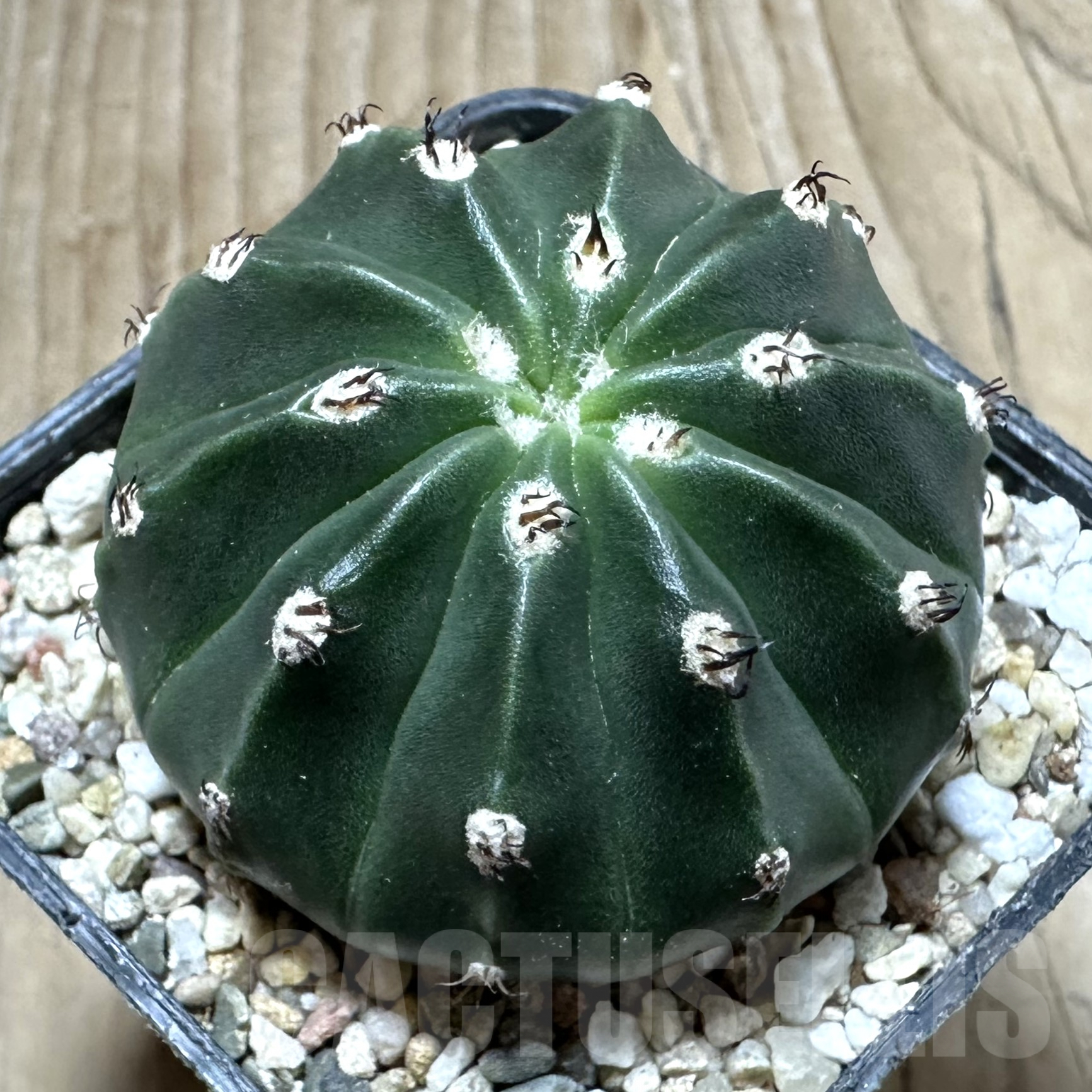 SHPR33531 Melocactus caesius ‘inermis’