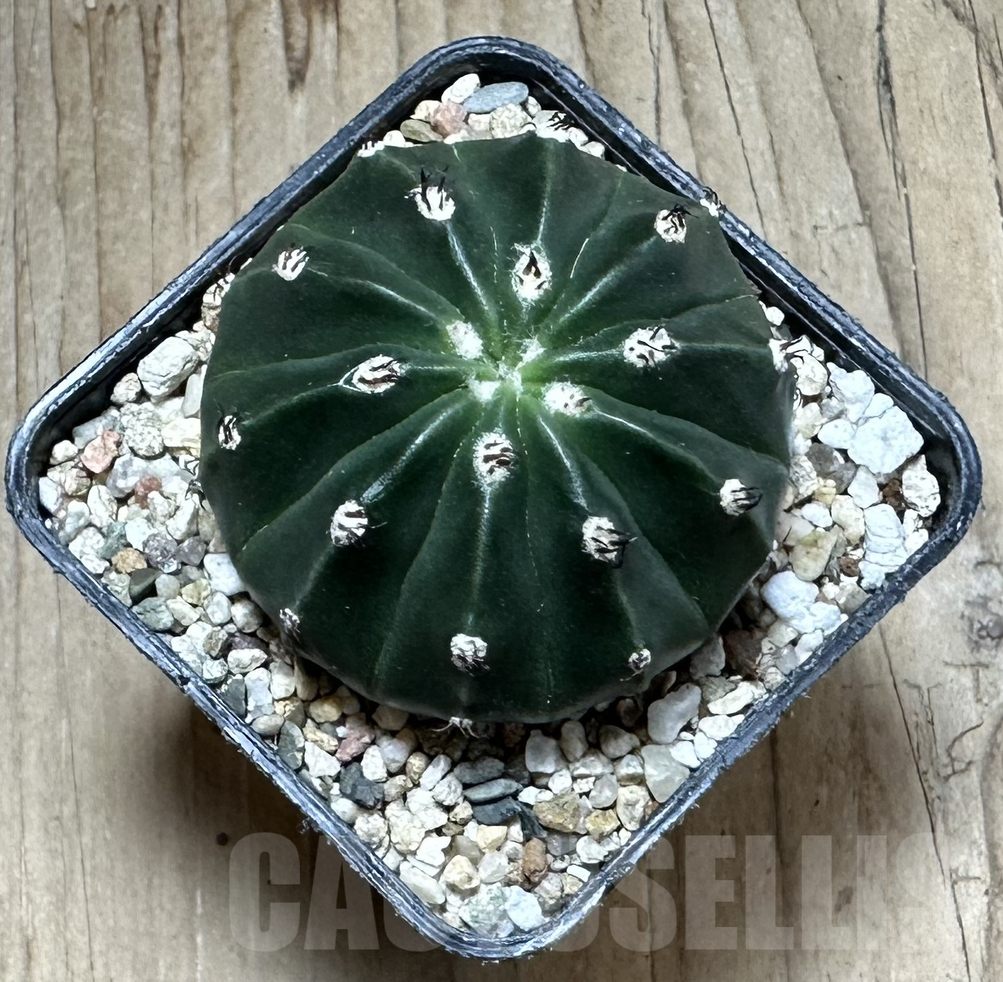 SHPR33531 Melocactus caesius ‘inermis’ - Image 2