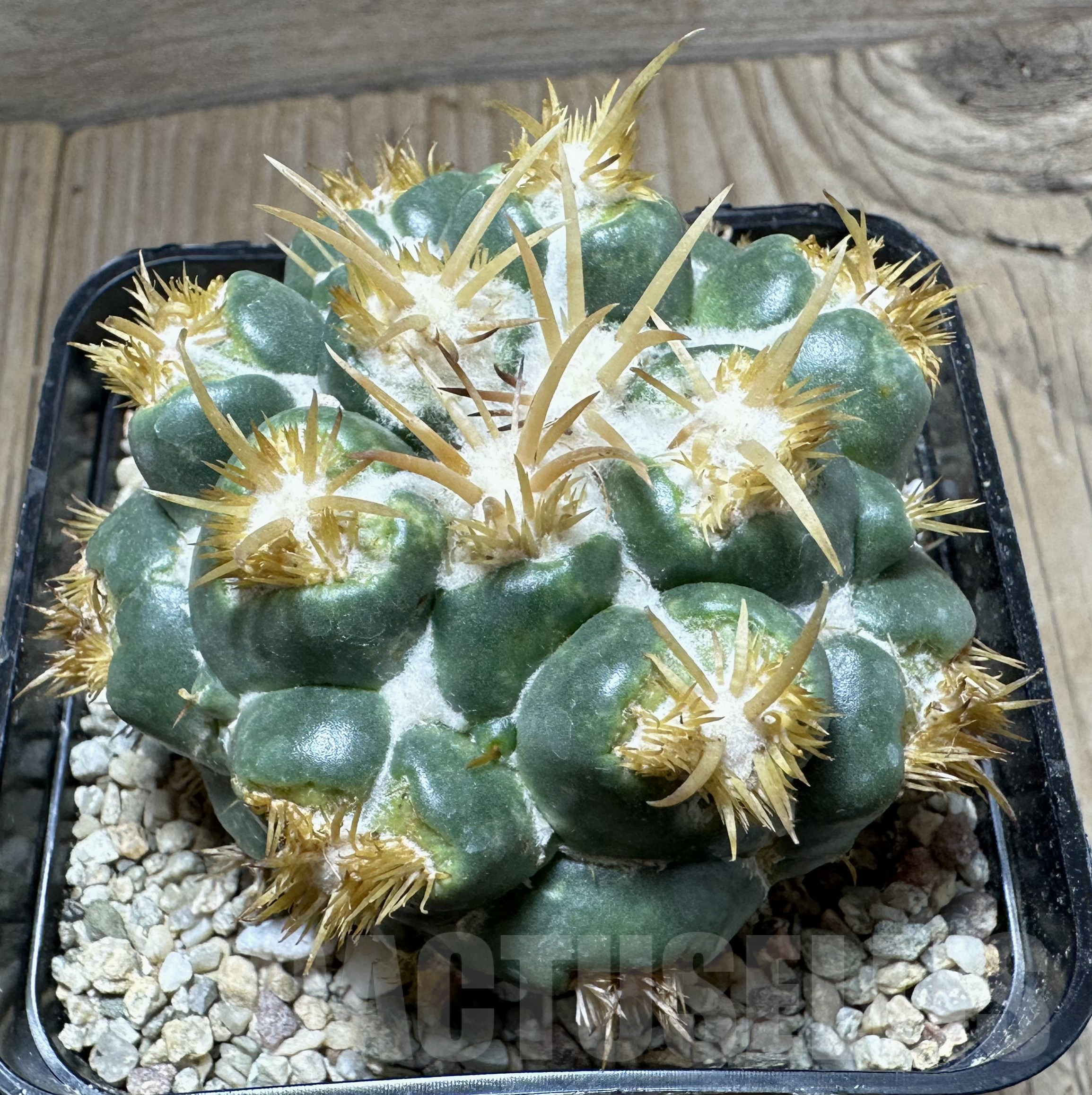 SHPR33532 Coryphantha elephantides f. monstrosa, grafted