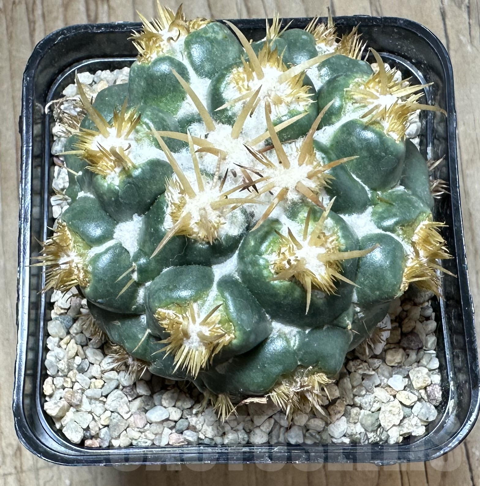 SHPR33532 Coryphantha elephantides f. monstrosa, grafted - Image 2