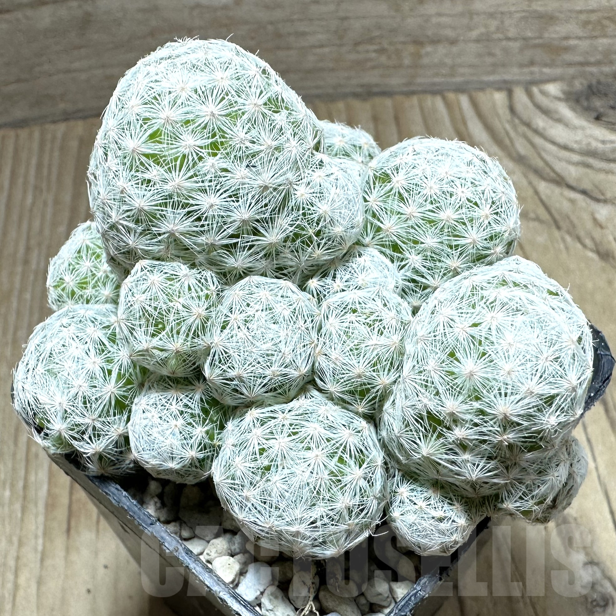 SHPR33534 Mammillaria humboldtii f. caespitosa