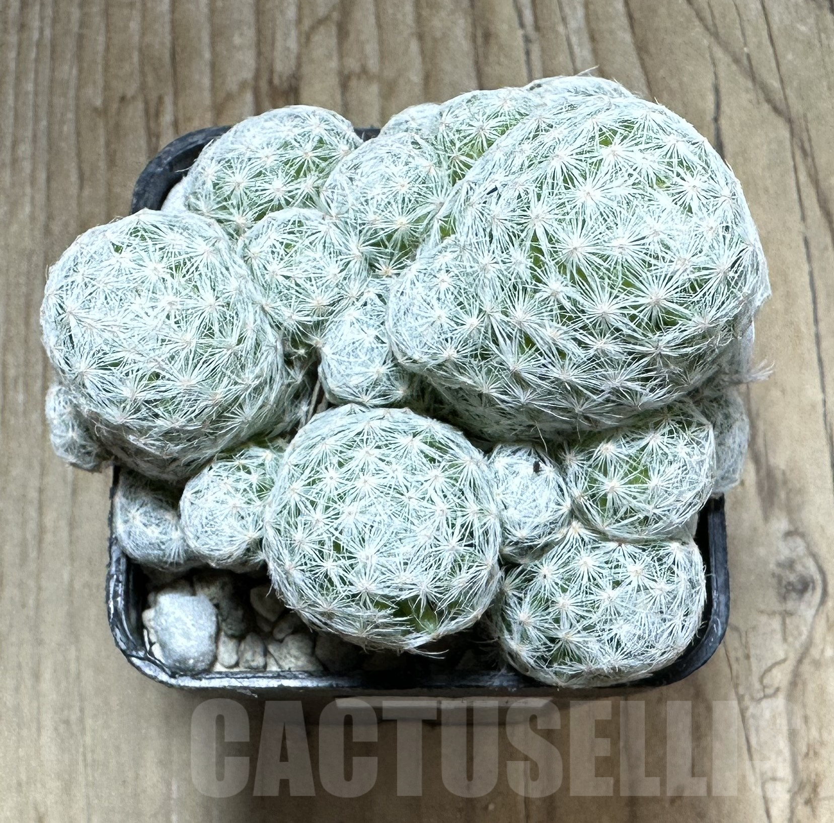 SHPR33534 Mammillaria humboldtii f. caespitosa - Image 2