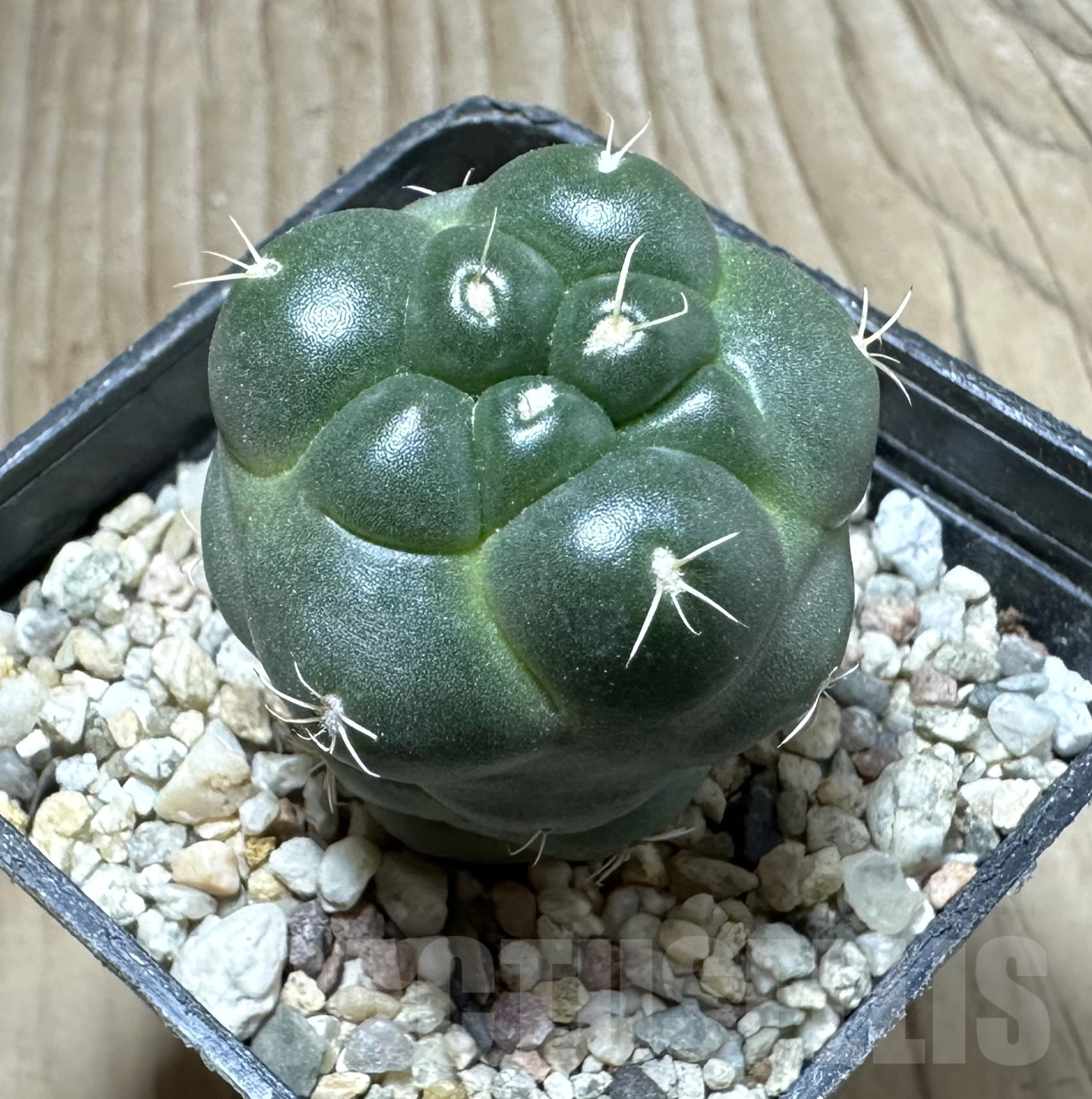 SHPR33540 Coryphantha elephantidens ‘inermis’ - Image 2