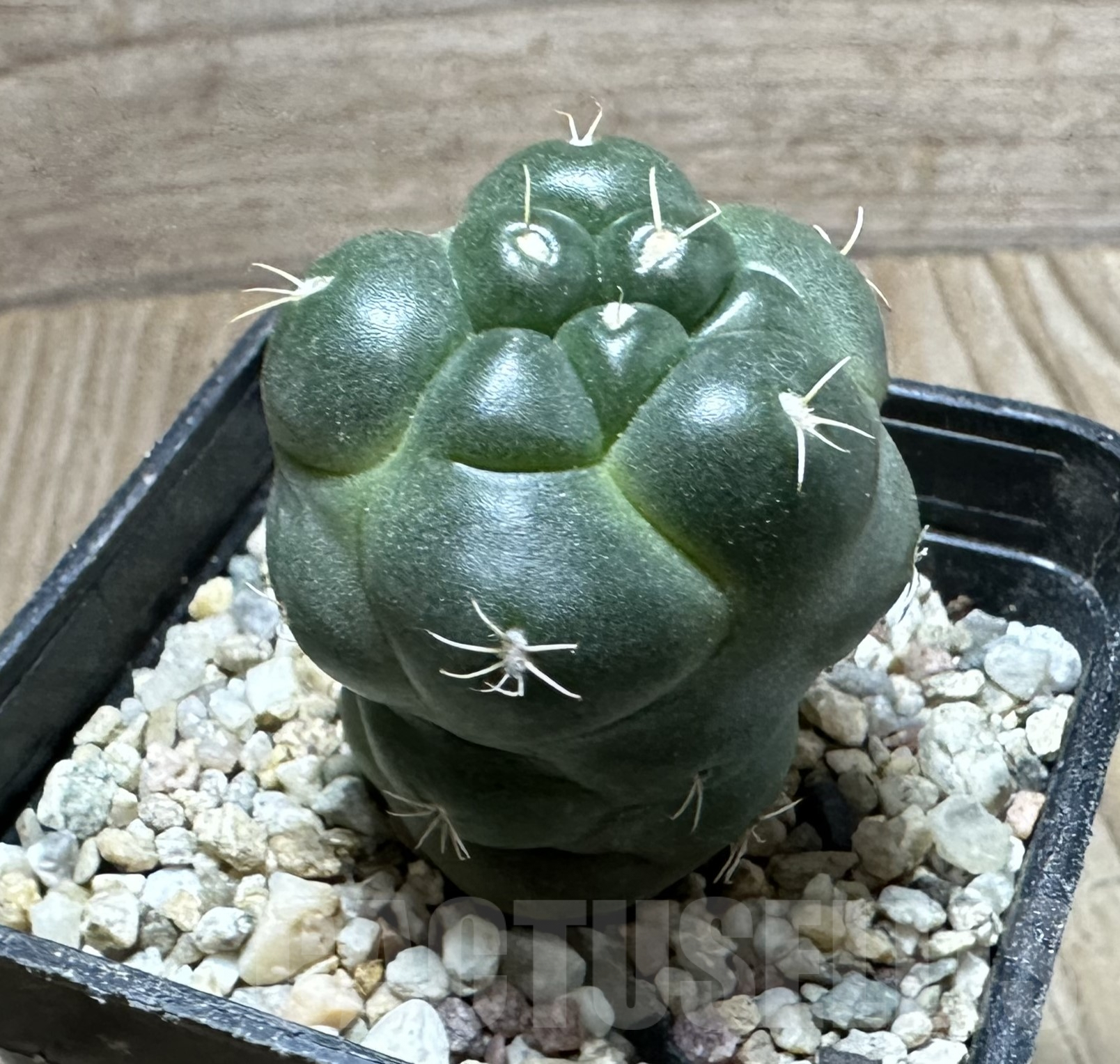 SHPR33540 Coryphantha elephantidens ‘inermis’ - Image 3