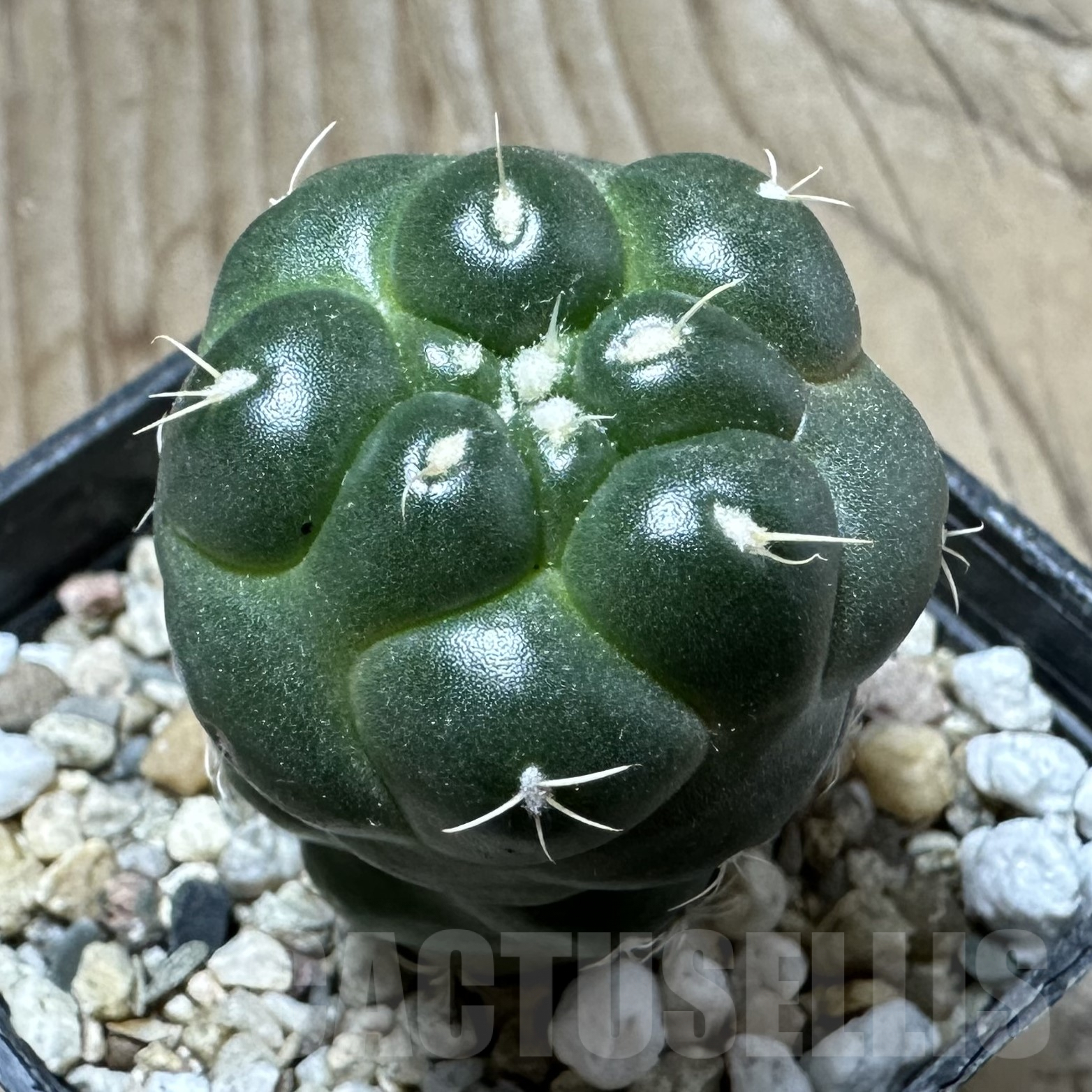 SHPR33541 Coryphantha elephantidens ‘inermis’ - Image 2