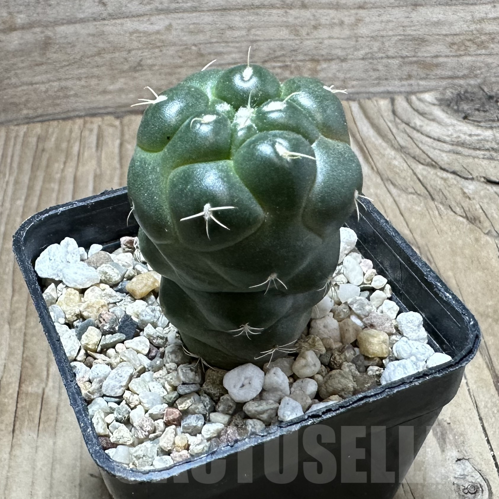 SHPR33541 Coryphantha elephantidens ‘inermis’ - Image 3