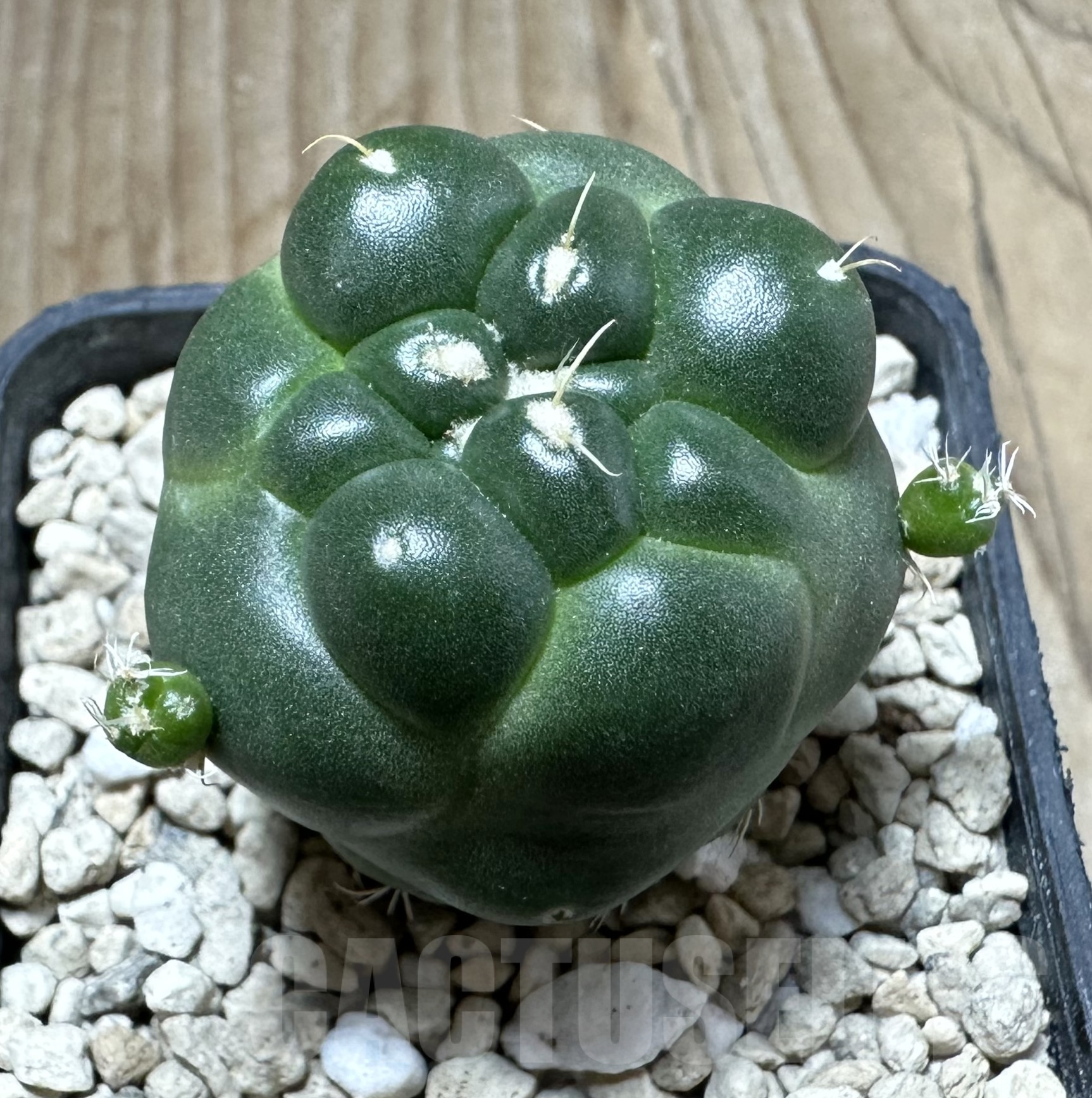 SHPR33542 Coryphantha elephantidens ‘inermis’ - Image 2