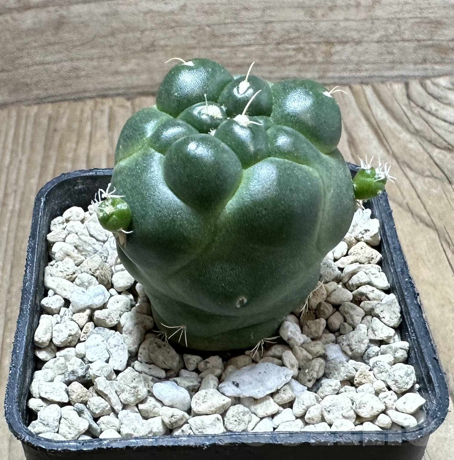 SHPR33542 Coryphantha elephantidens ‘inermis’ - Image 3