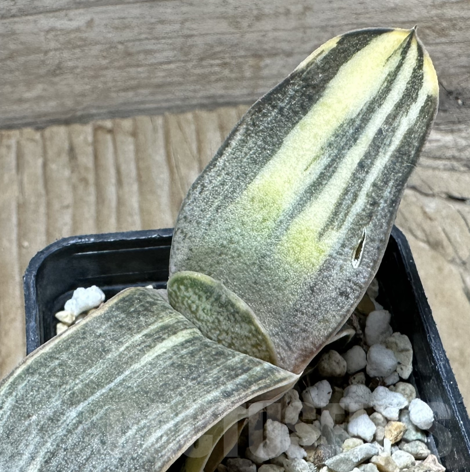 SHPR33543 Gasteria glomerata hybrid f. variegata