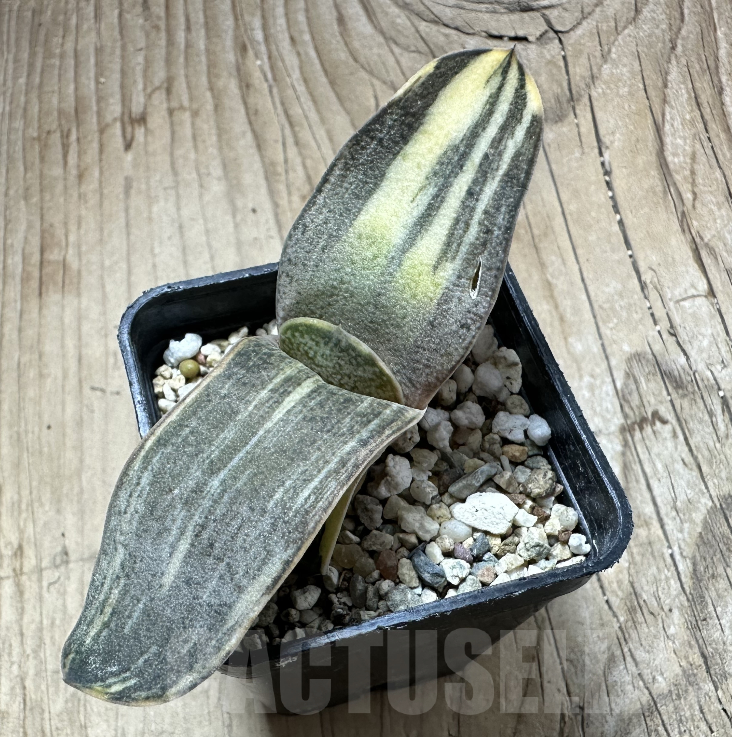 SHPR33543 Gasteria glomerata hybrid f. variegata - Image 2