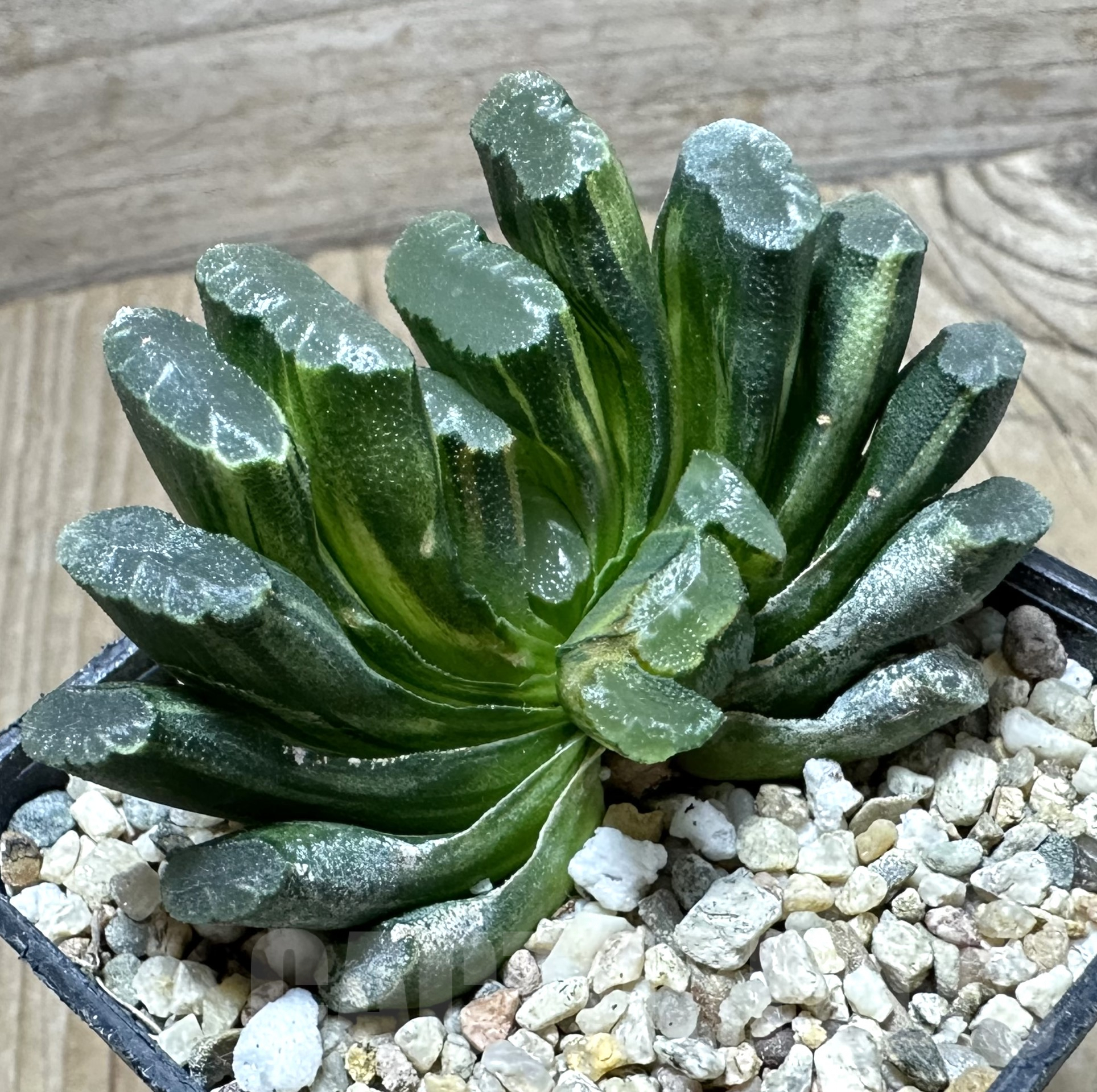 SHPR33544 Haworthia truncata f. variegata