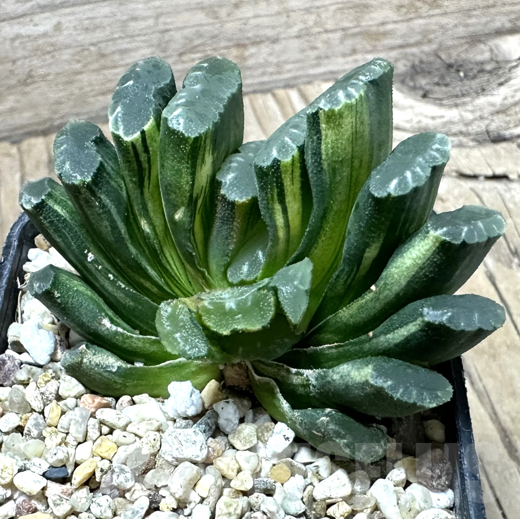 SHPR33544 Haworthia truncata f. variegata - Image 2