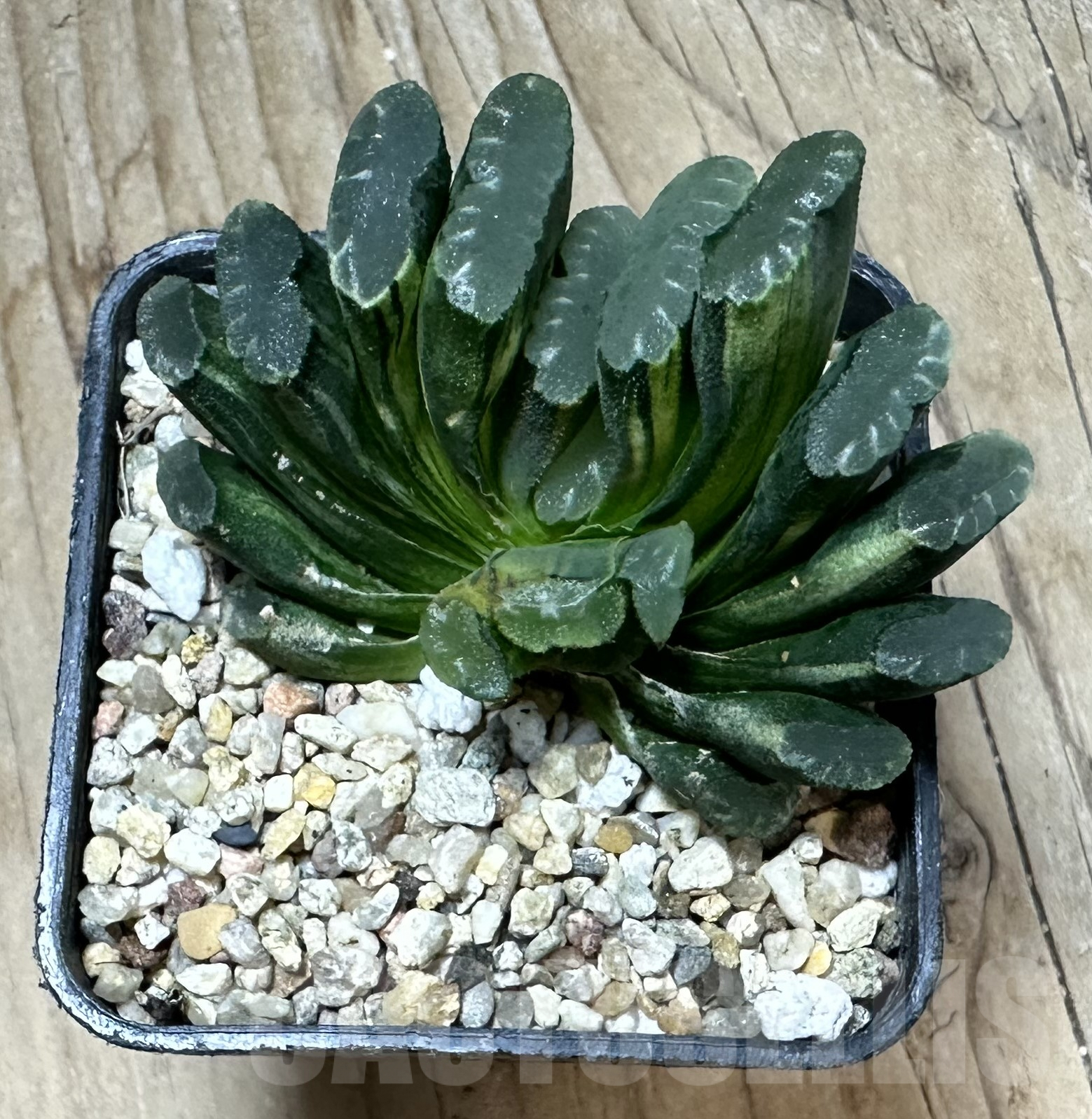 SHPR33544 Haworthia truncata f. variegata - Image 3