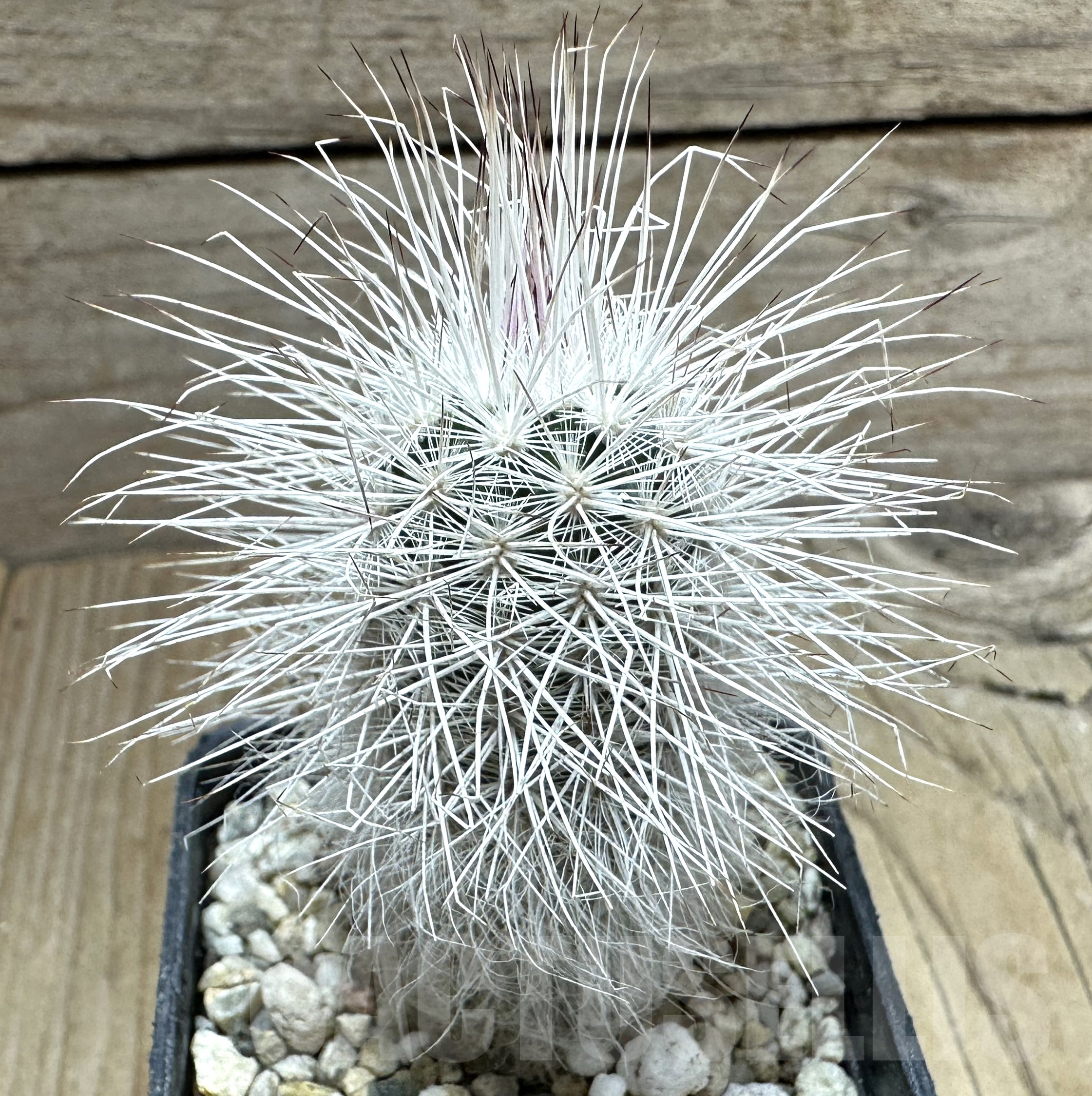 SHPR33545 Echinocereus viridiflorus v. canus