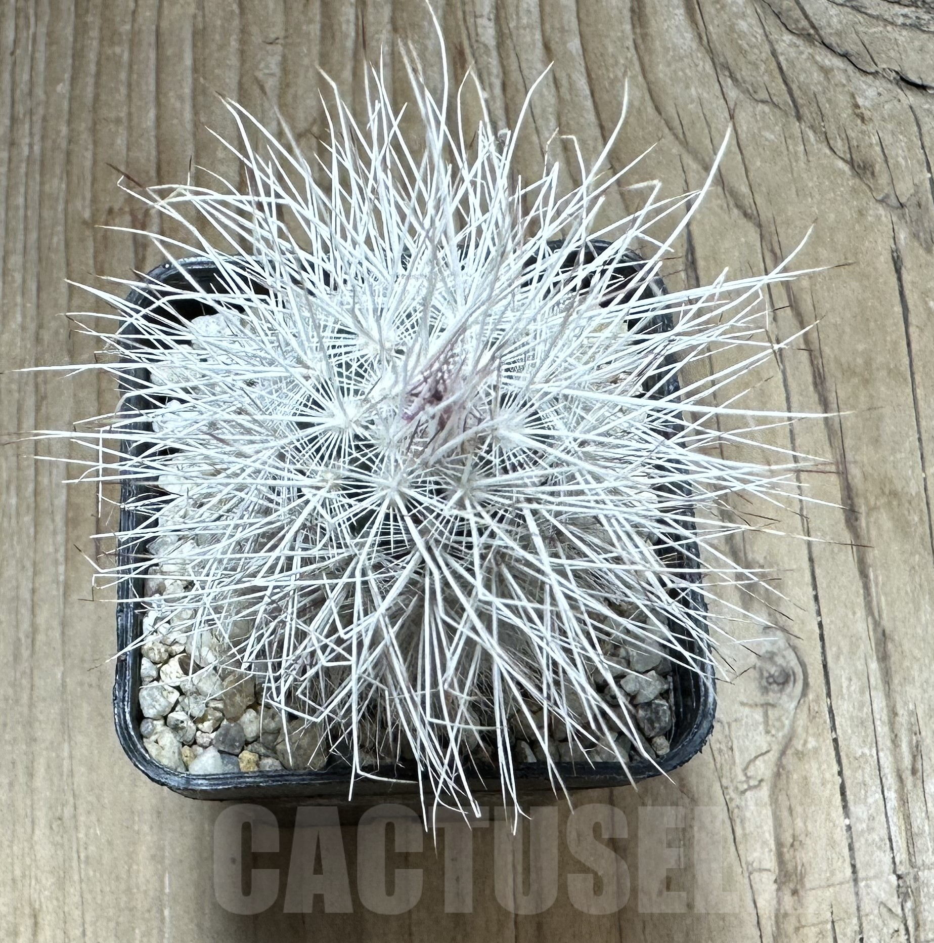 SHPR33545 Echinocereus viridiflorus v. canus - Image 2