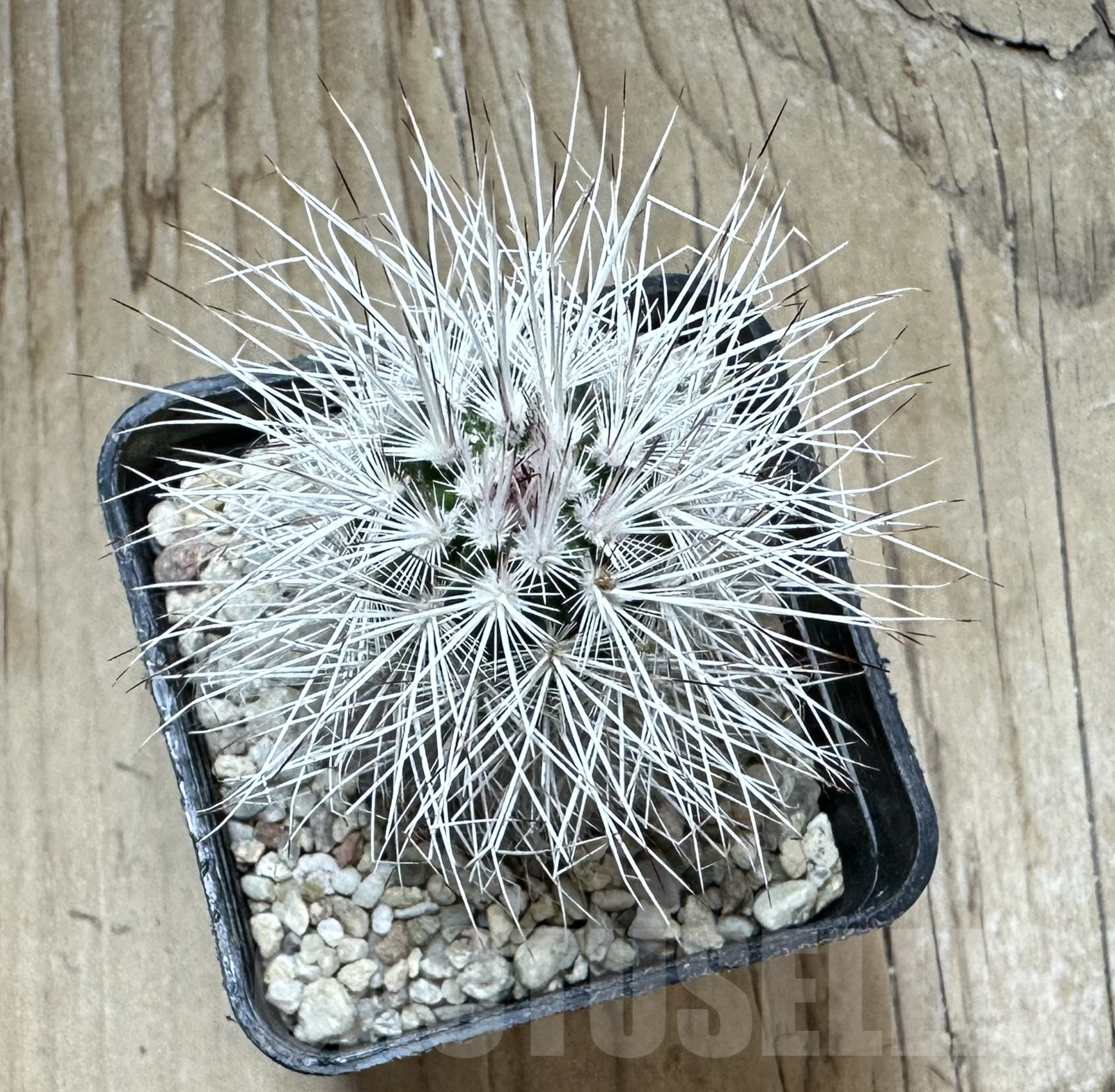 SHPR33546 Echinocereus viridiflorus v. canus – Bild 2