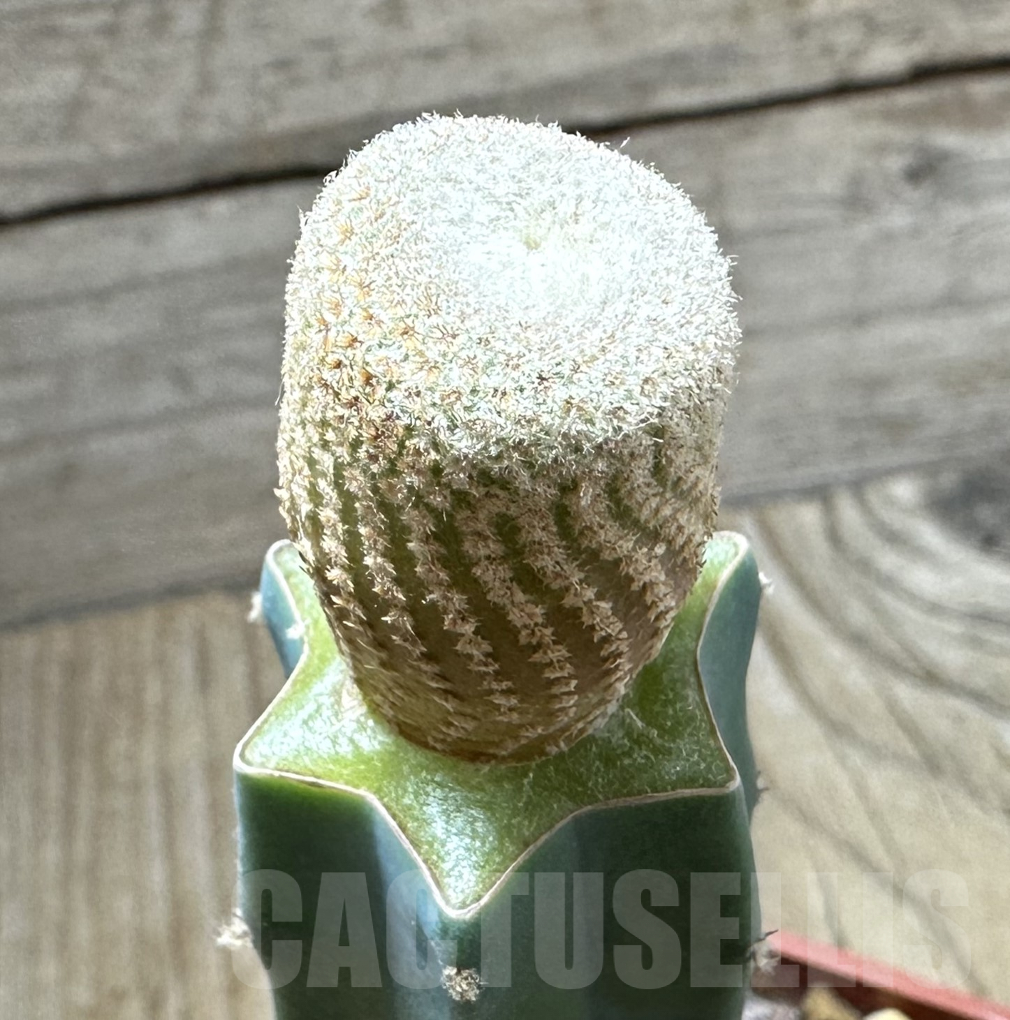 SHPR33547 Yavia cryptocarpa, grafted