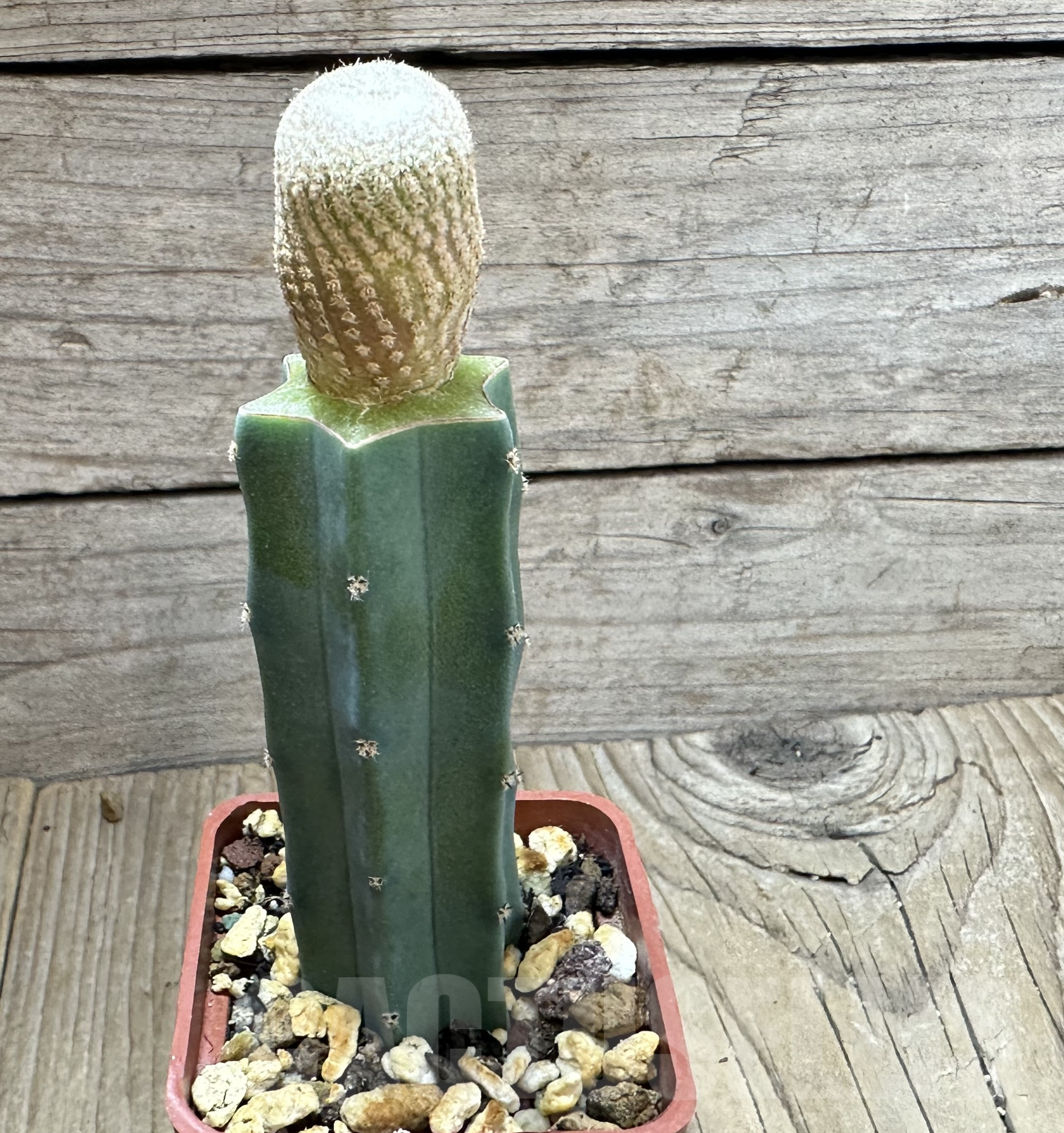 SHPR33547 Yavia cryptocarpa, grafted – Bild 2