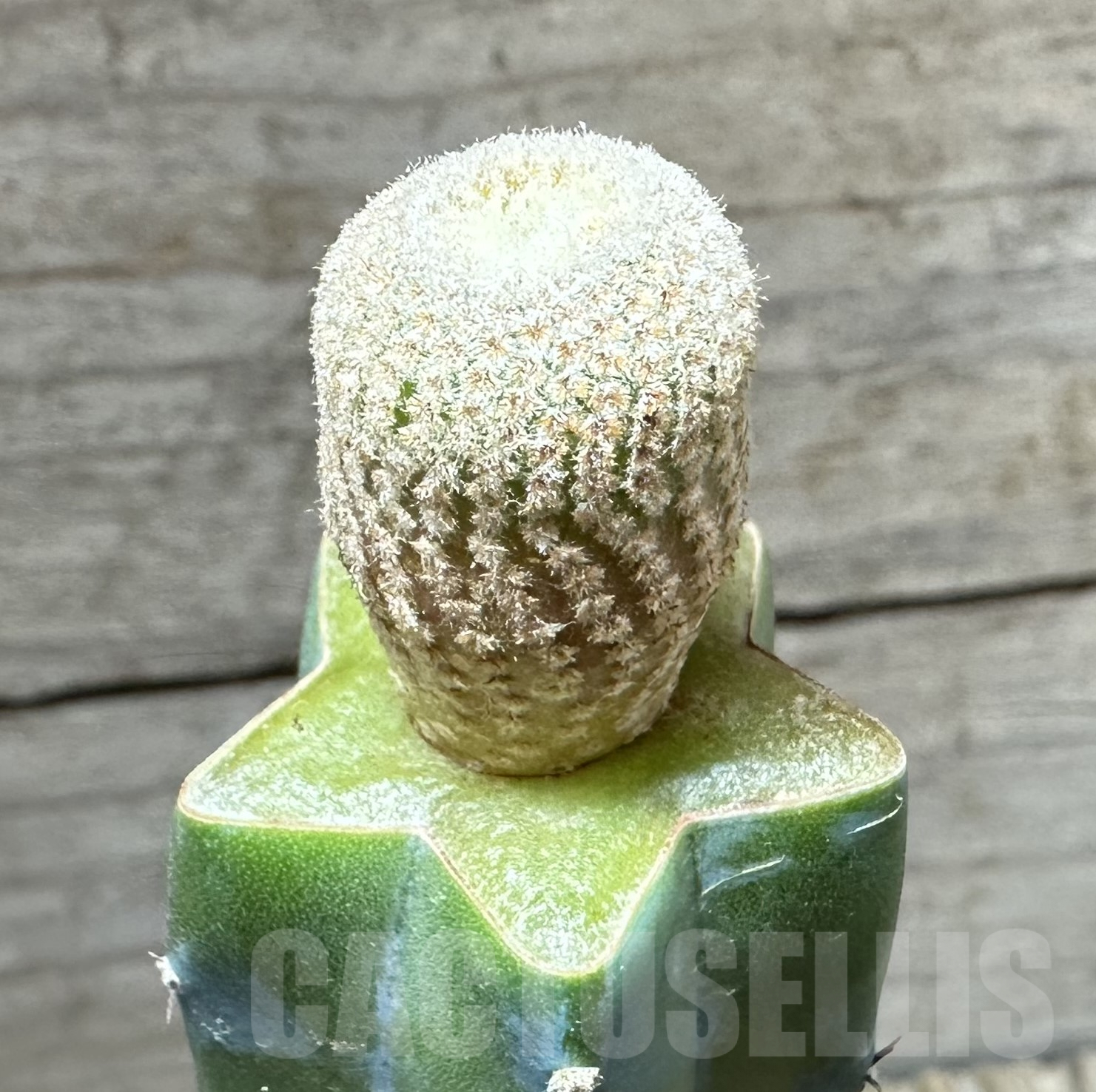 SHPR33548 Yavia cryptocarpa, grafted