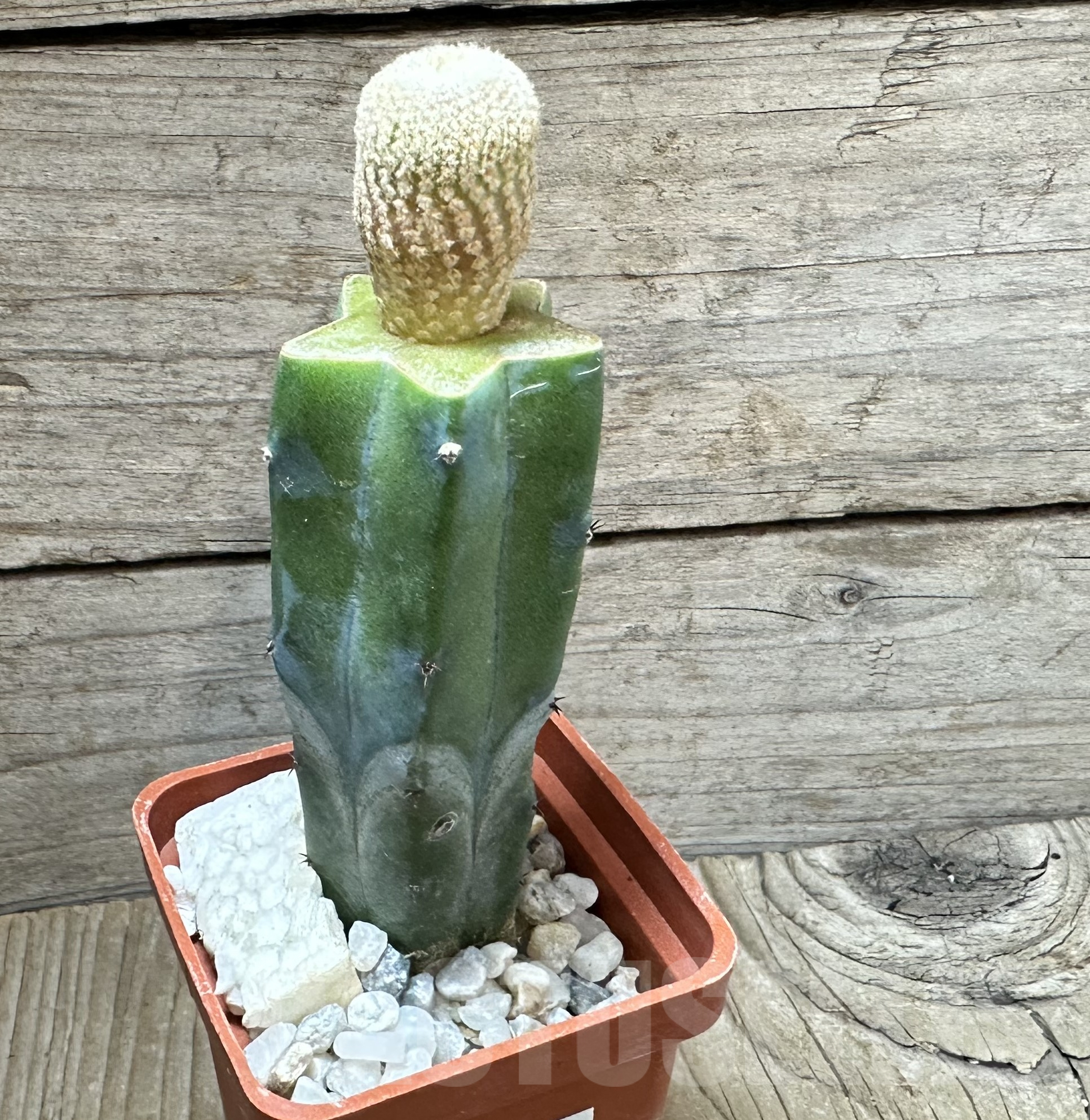 SHPR33548 Yavia cryptocarpa, grafted – Bild 2