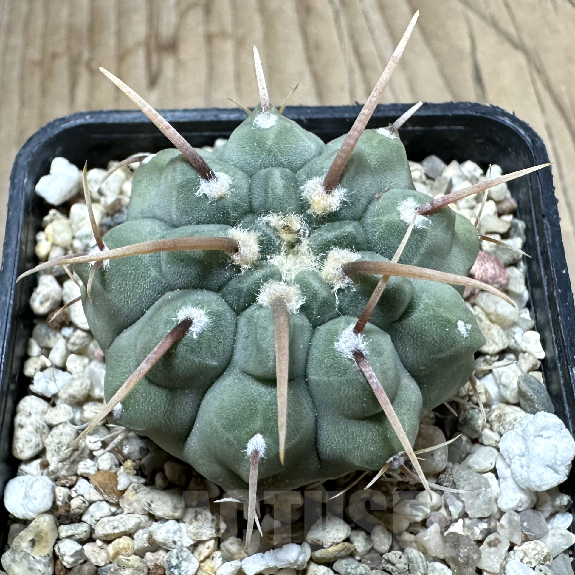 SHPR33551 Gymnocalycium vatteri 1-spines