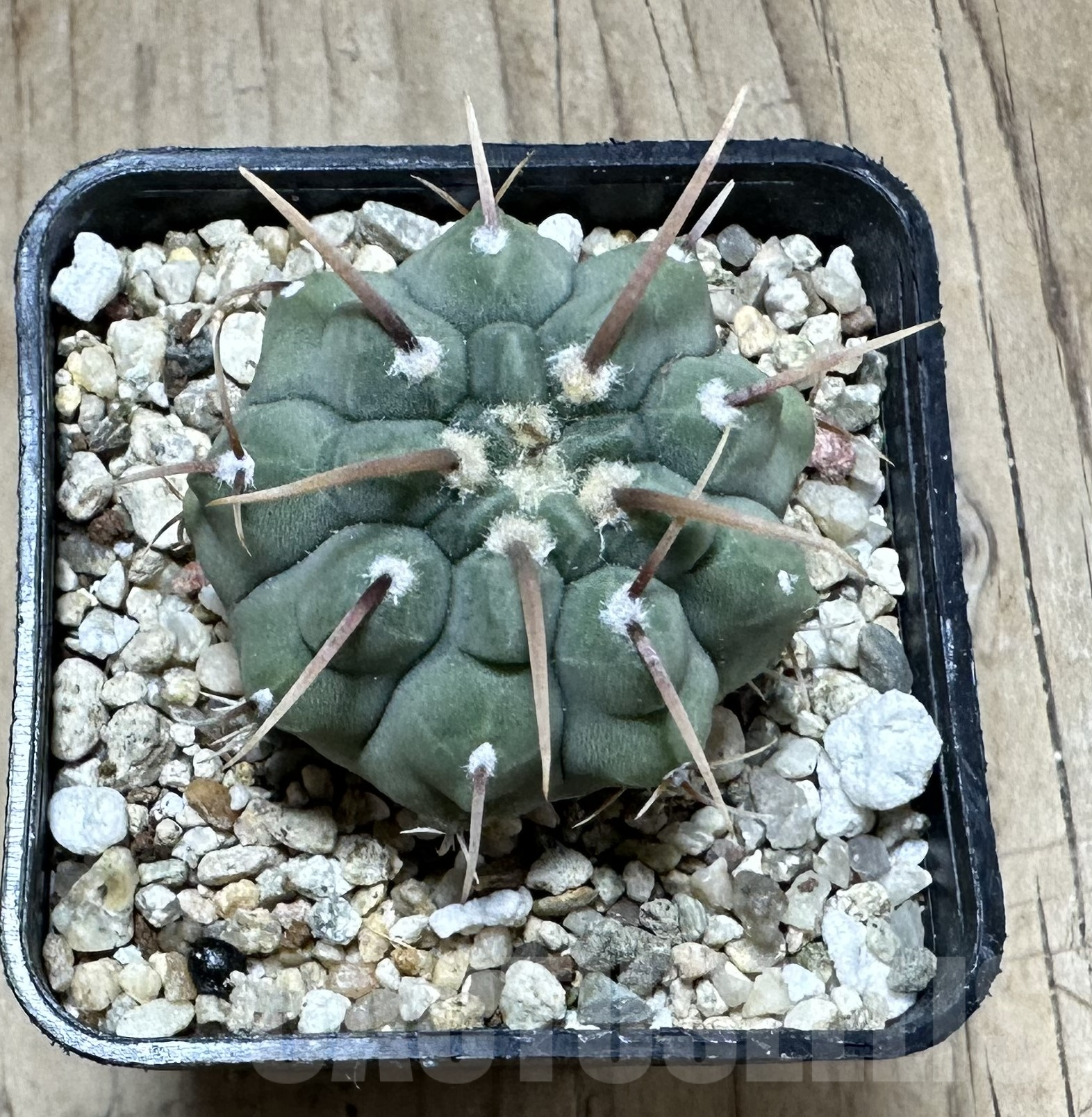 SHPR33551 Gymnocalycium vatteri 1-spines – Bild 2