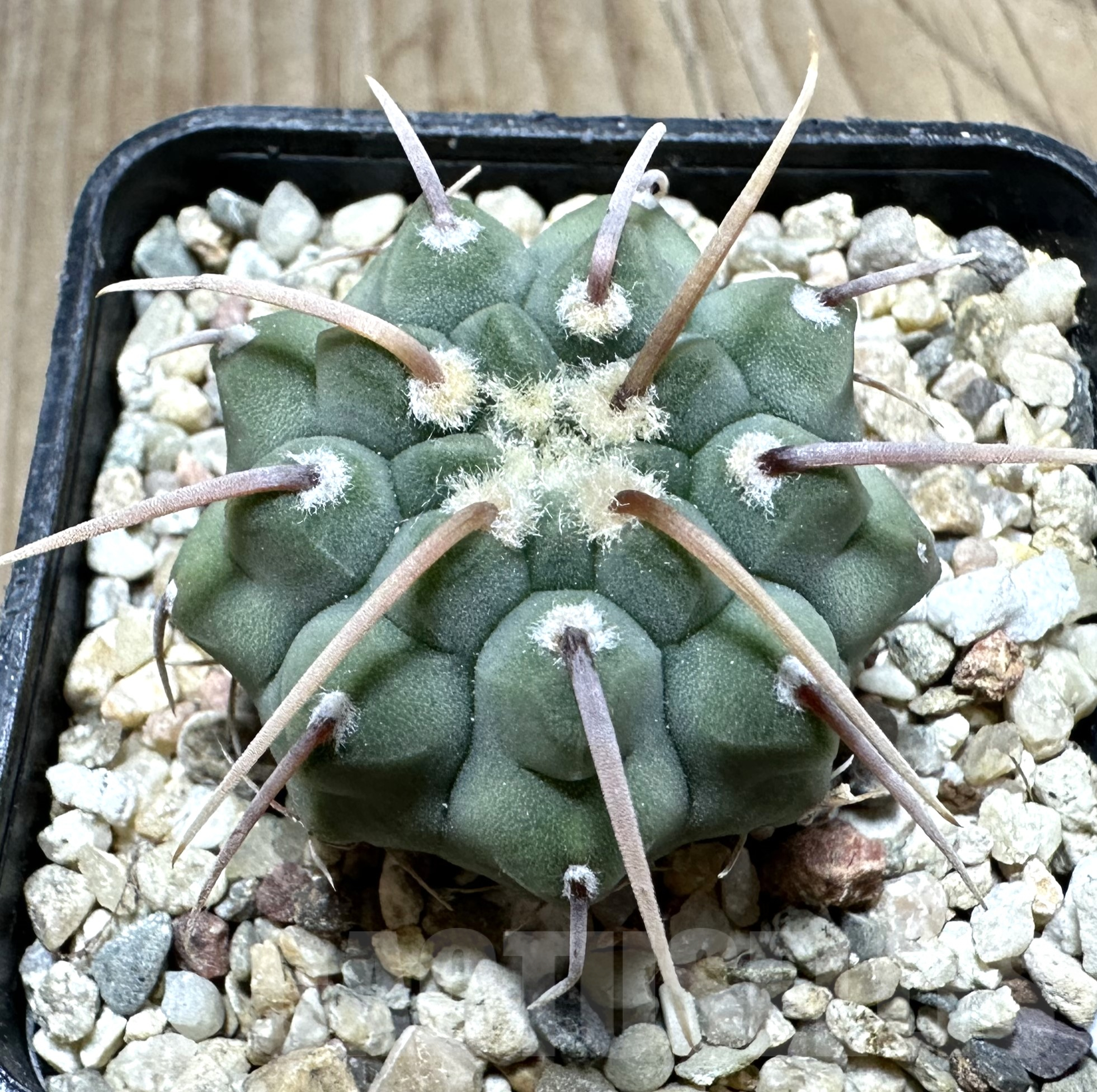SHPR33552 Gymnocalycium vatteri 1-spines