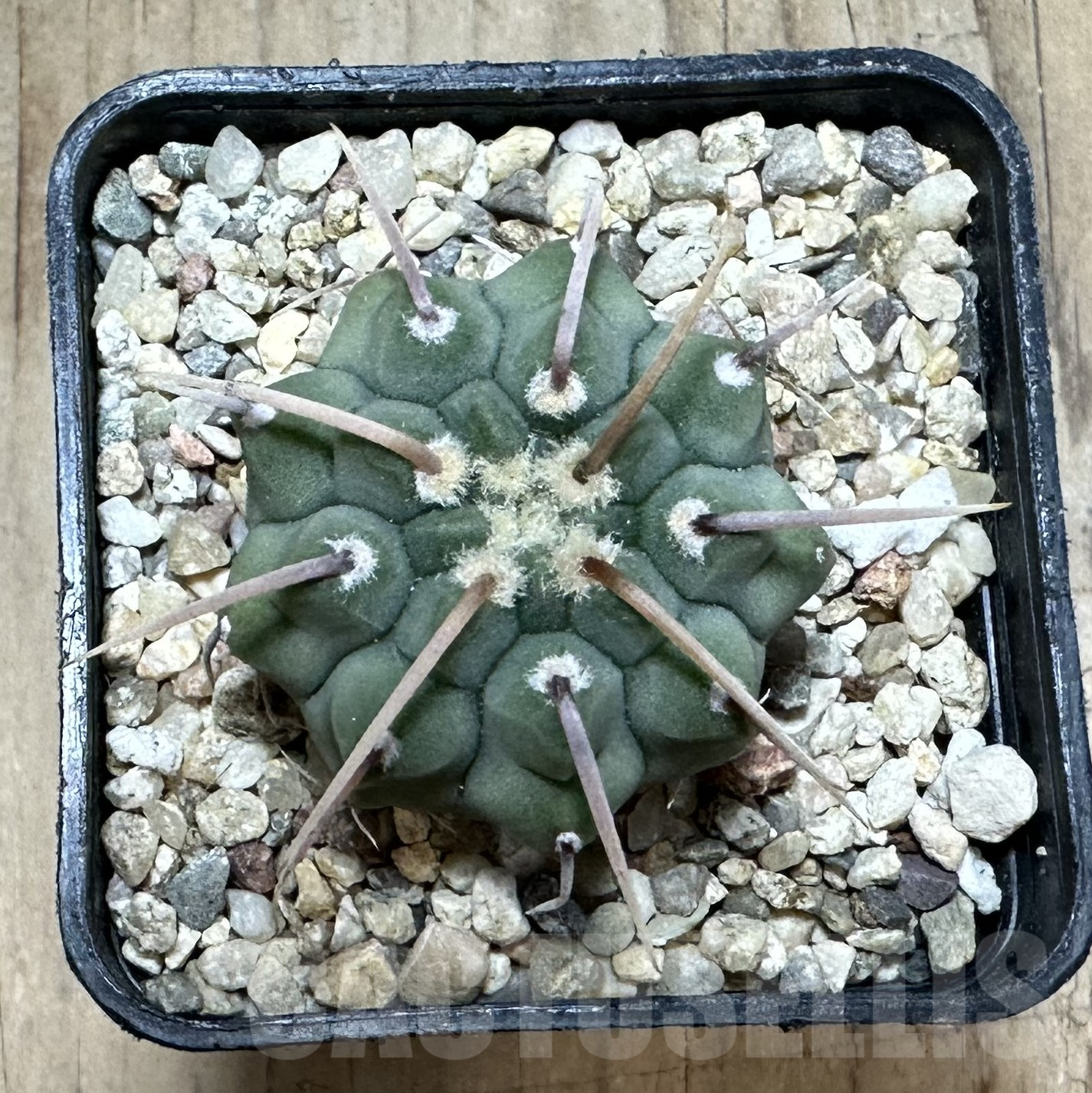 SHPR33552 Gymnocalycium vatteri 1-spines – Bild 2