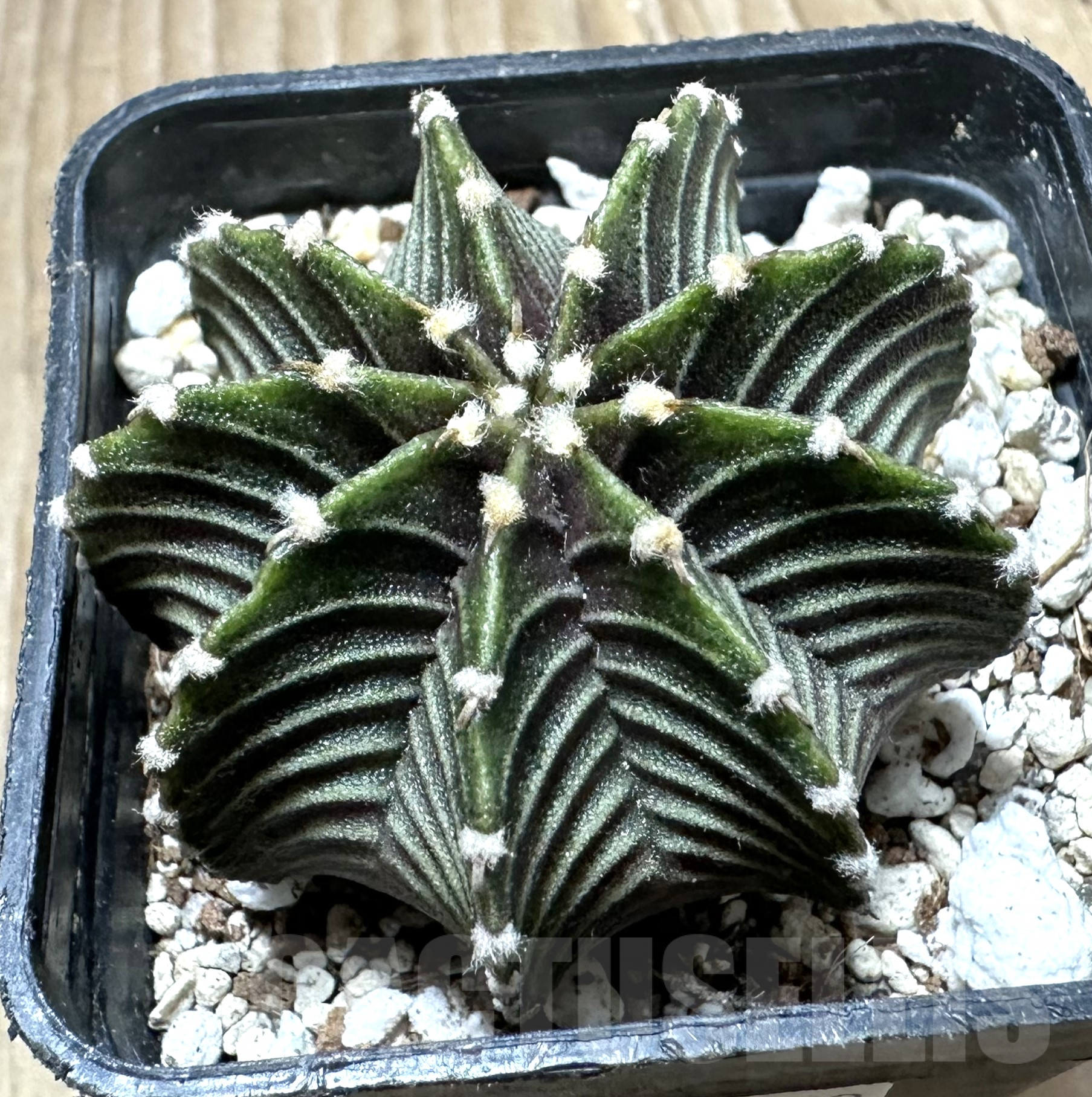 SHPR33553 Gymnocalycium friedrichii VOS 1241