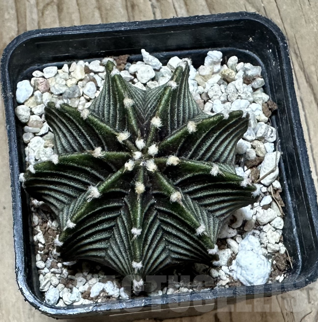 SHPR33553 Gymnocalycium friedrichii VOS 1241 – Bild 2