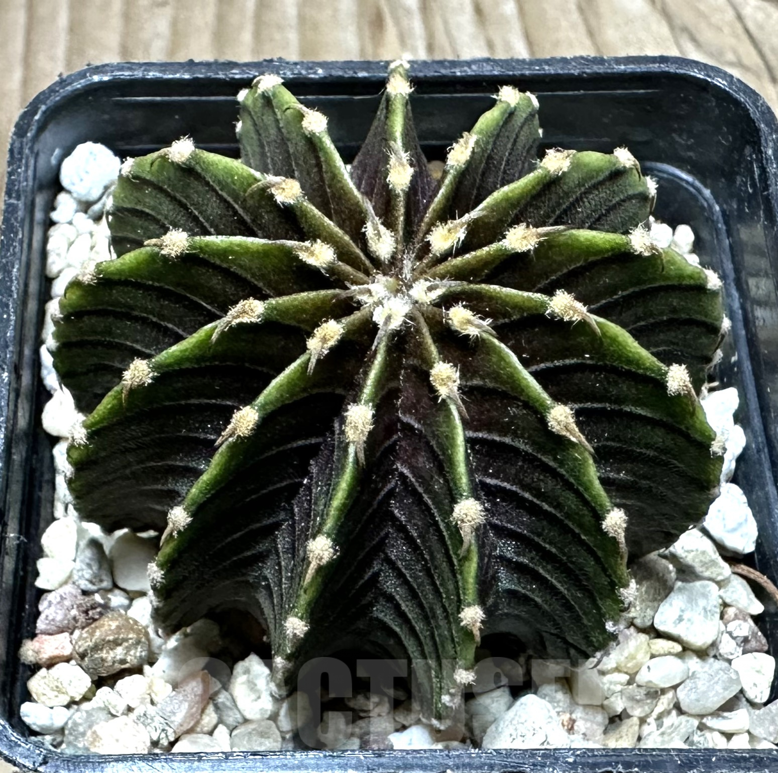 SHPR33555 Gymnocalycium friedrichii LB 2178