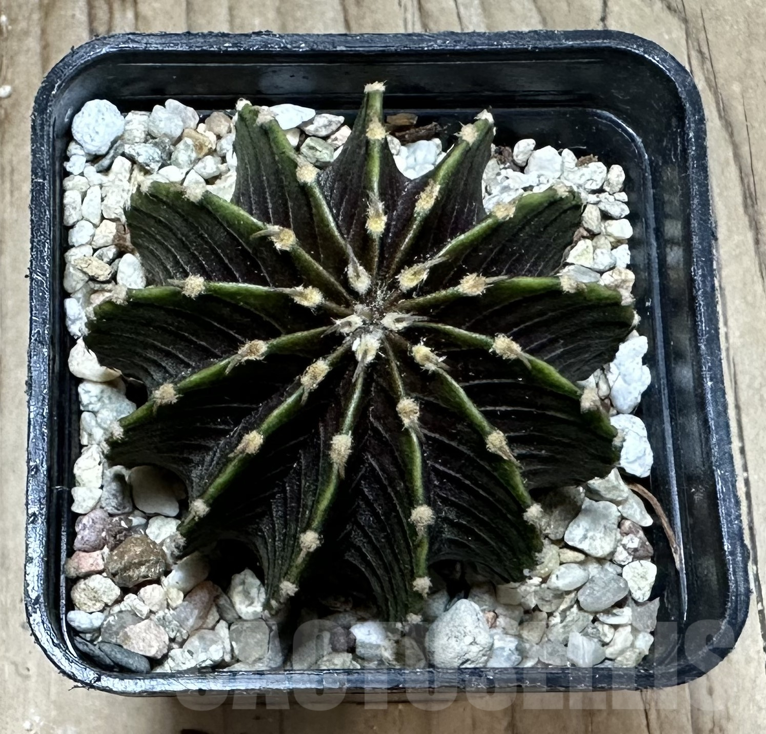 SHPR33555 Gymnocalycium friedrichii LB 2178 – Bild 2