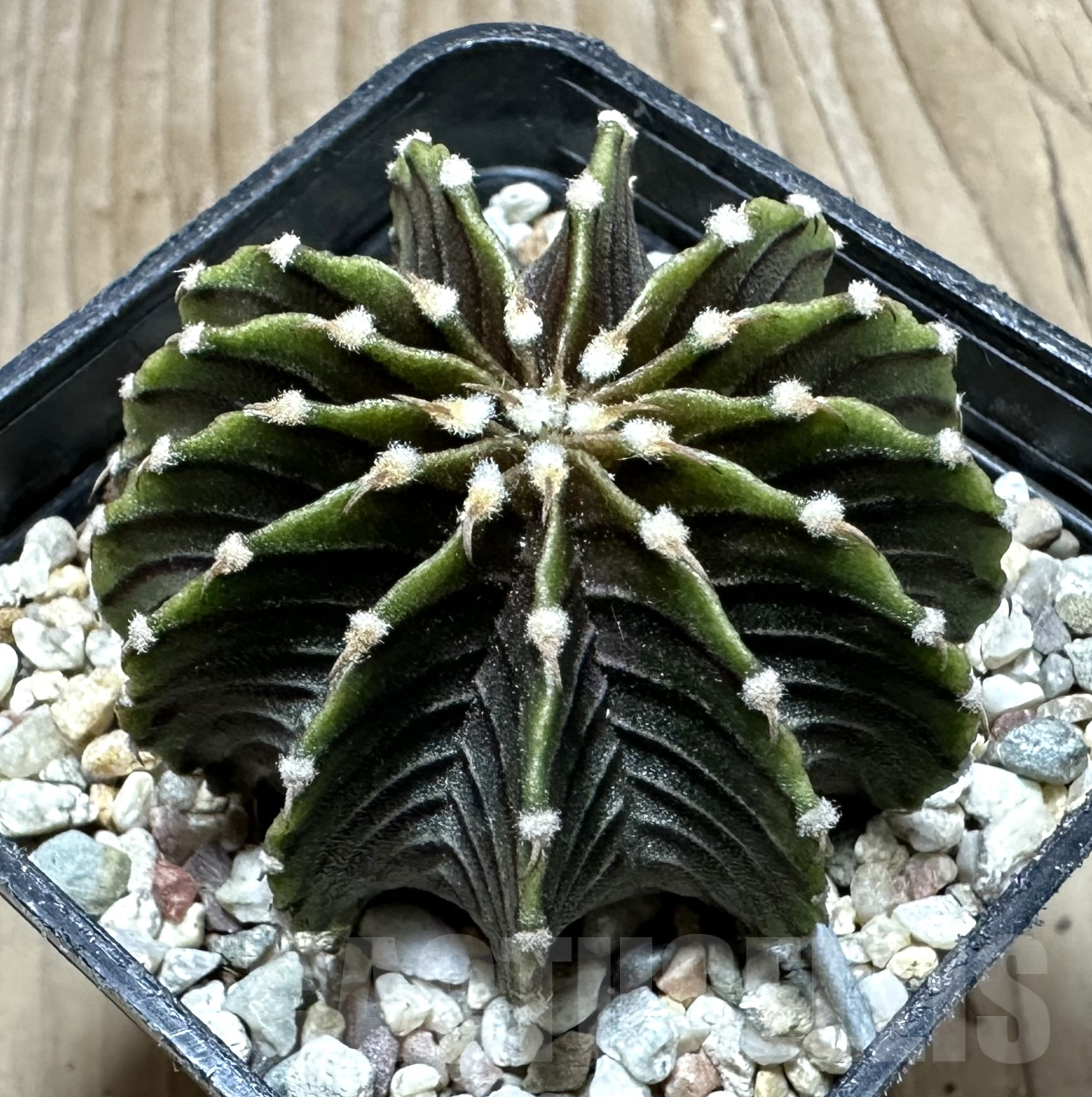 SHPR33556 Gymnocalycium friedrichii LB 2178