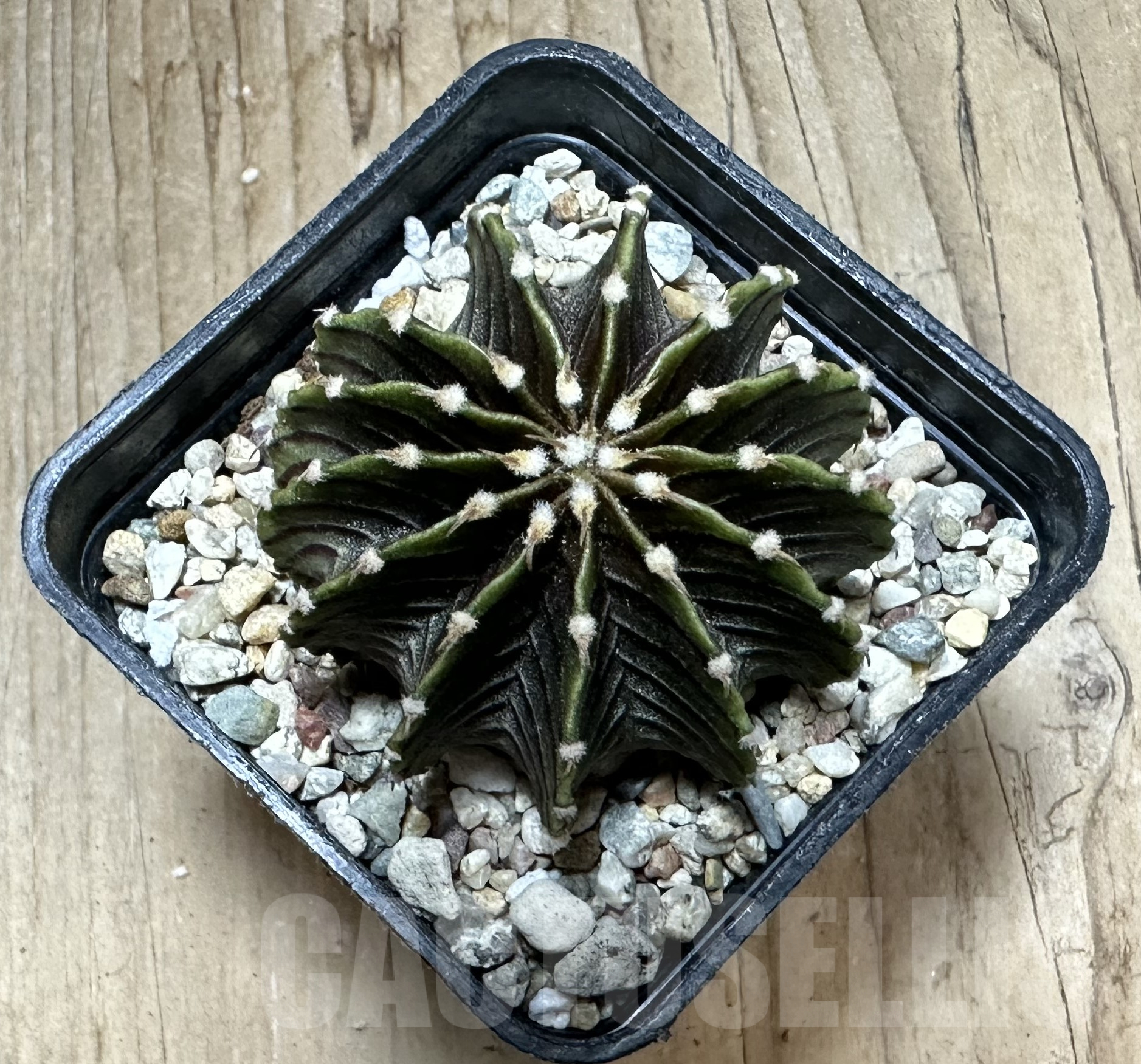 SHPR33556 Gymnocalycium friedrichii LB 2178 – Bild 2