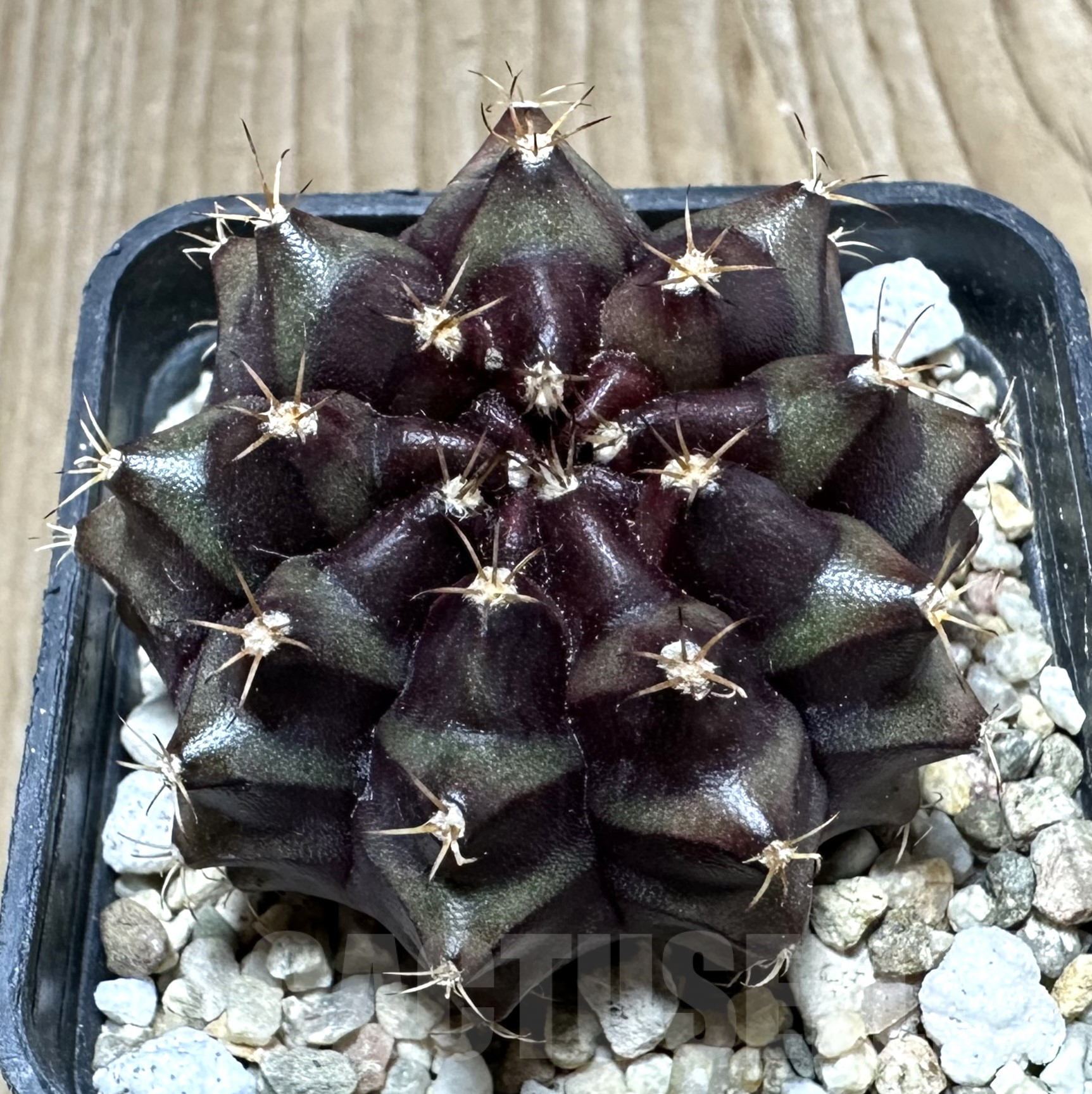 SHPR33560 Gymnocalycium mihanovichii ‘Black Widow’ hybrid seedling