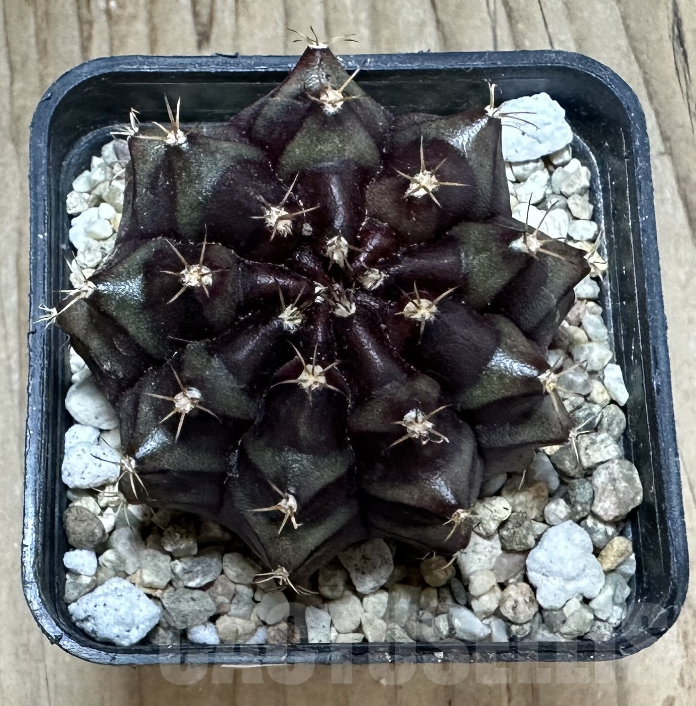 SHPR33560 Gymnocalycium mihanovichii ‘Black Widow’ hybrid seedling – Bild 2
