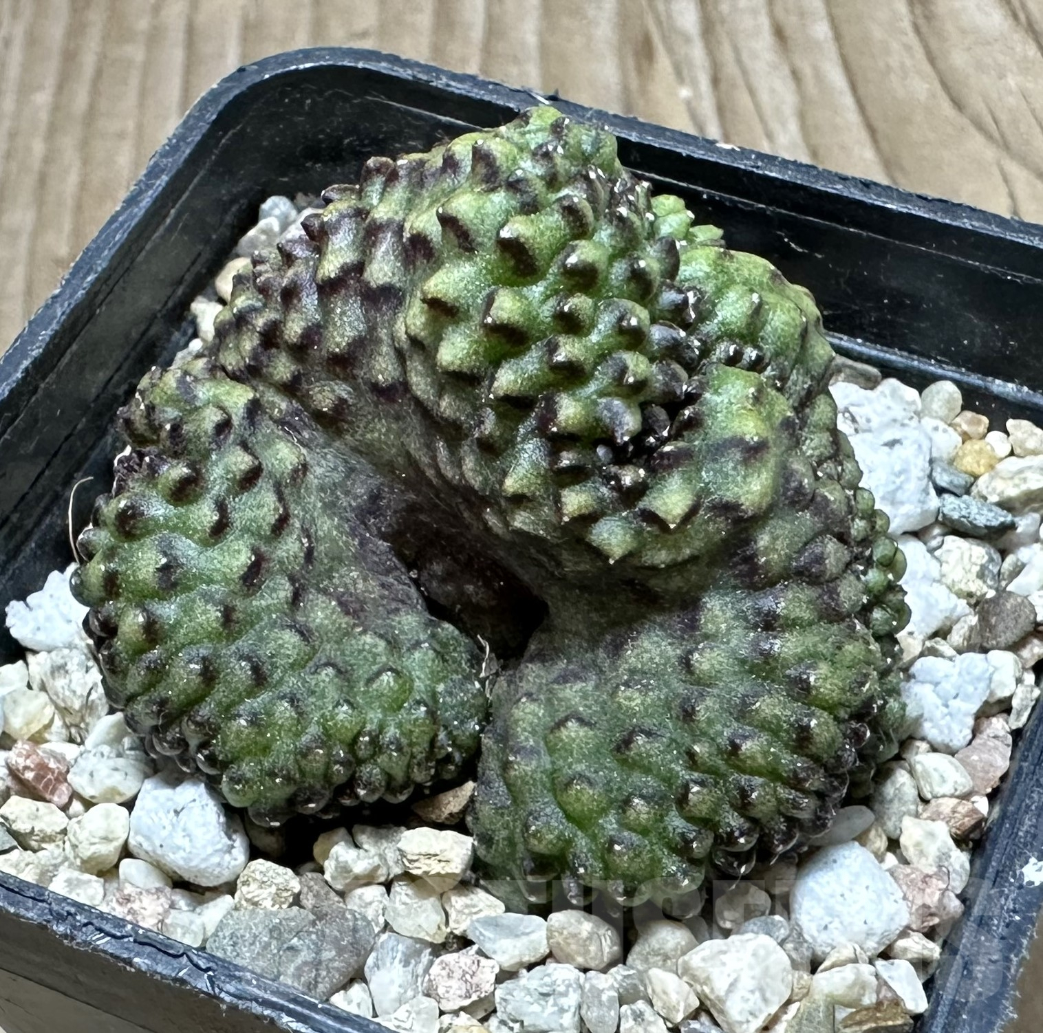 SHPR33566 Gymnocalycium mihanovichii f. cristata