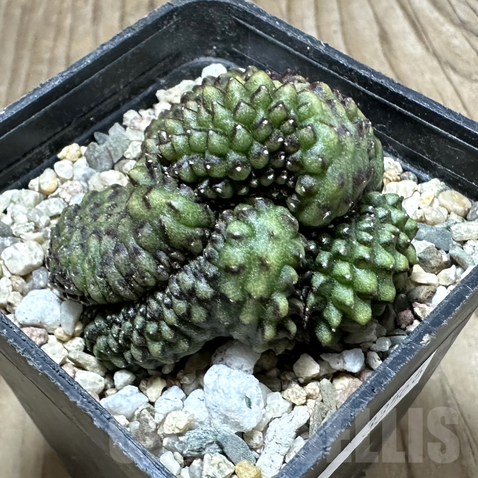 SHPR33566 Gymnocalycium mihanovichii f. cristata – Bild 2