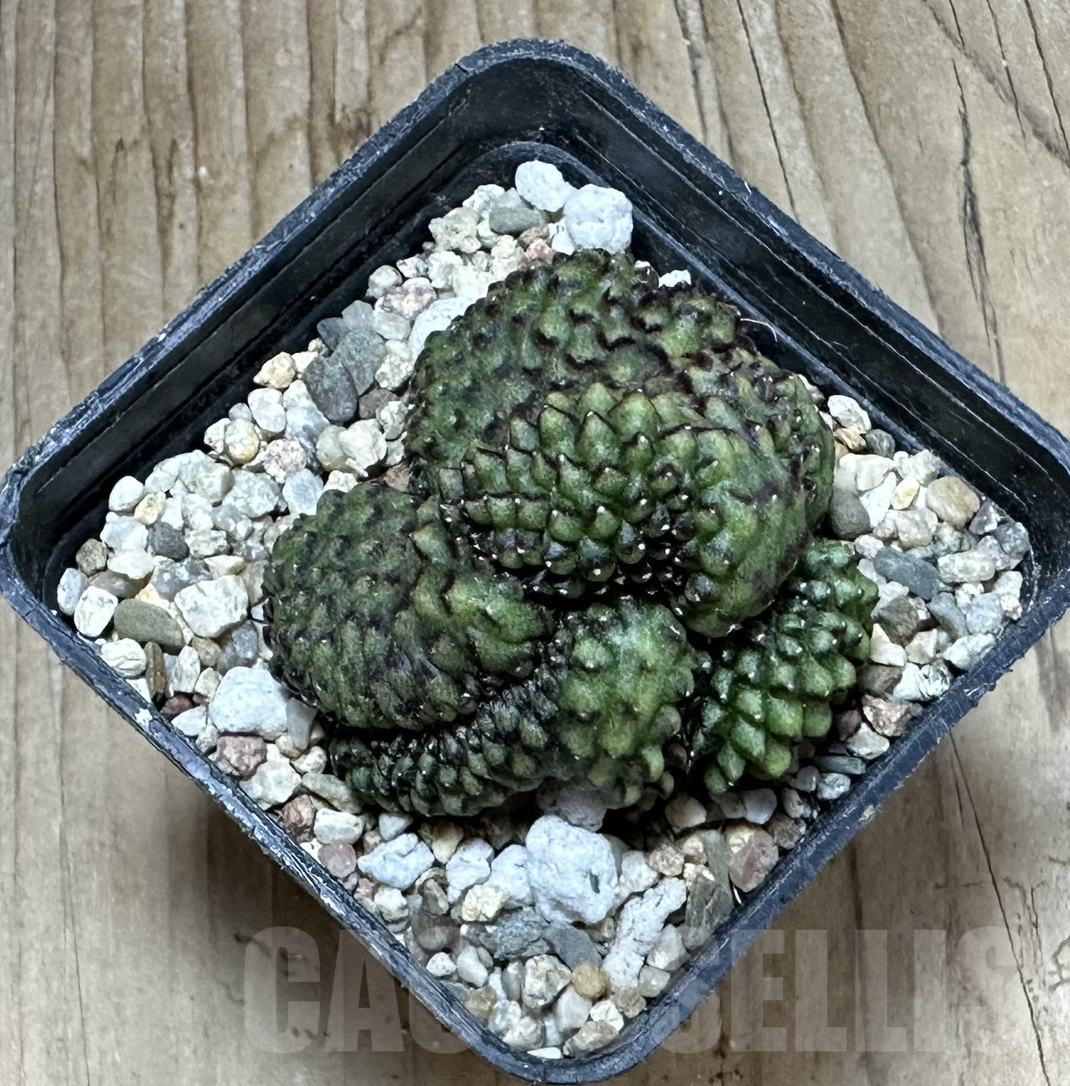 SHPR33566 Gymnocalycium mihanovichii f. cristata – Bild 3