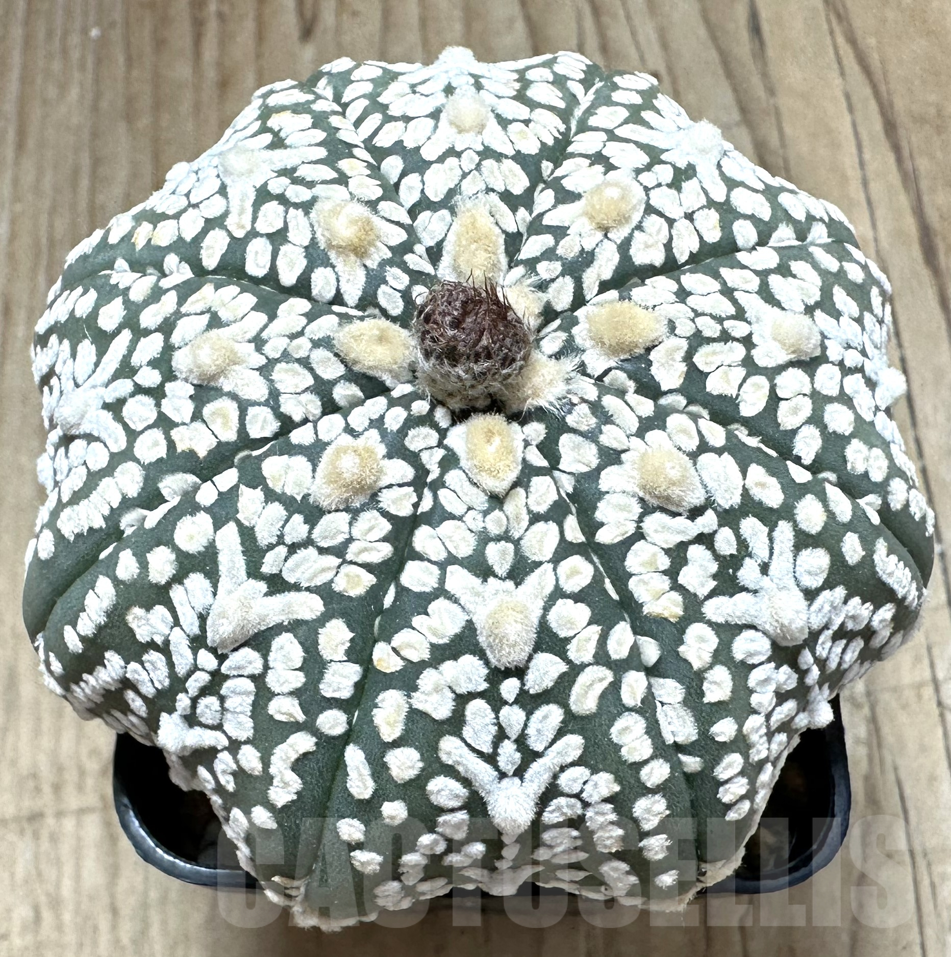 SHPR33569 Astrophytum asterias ‘Super kabuto, Star shape’ V-type