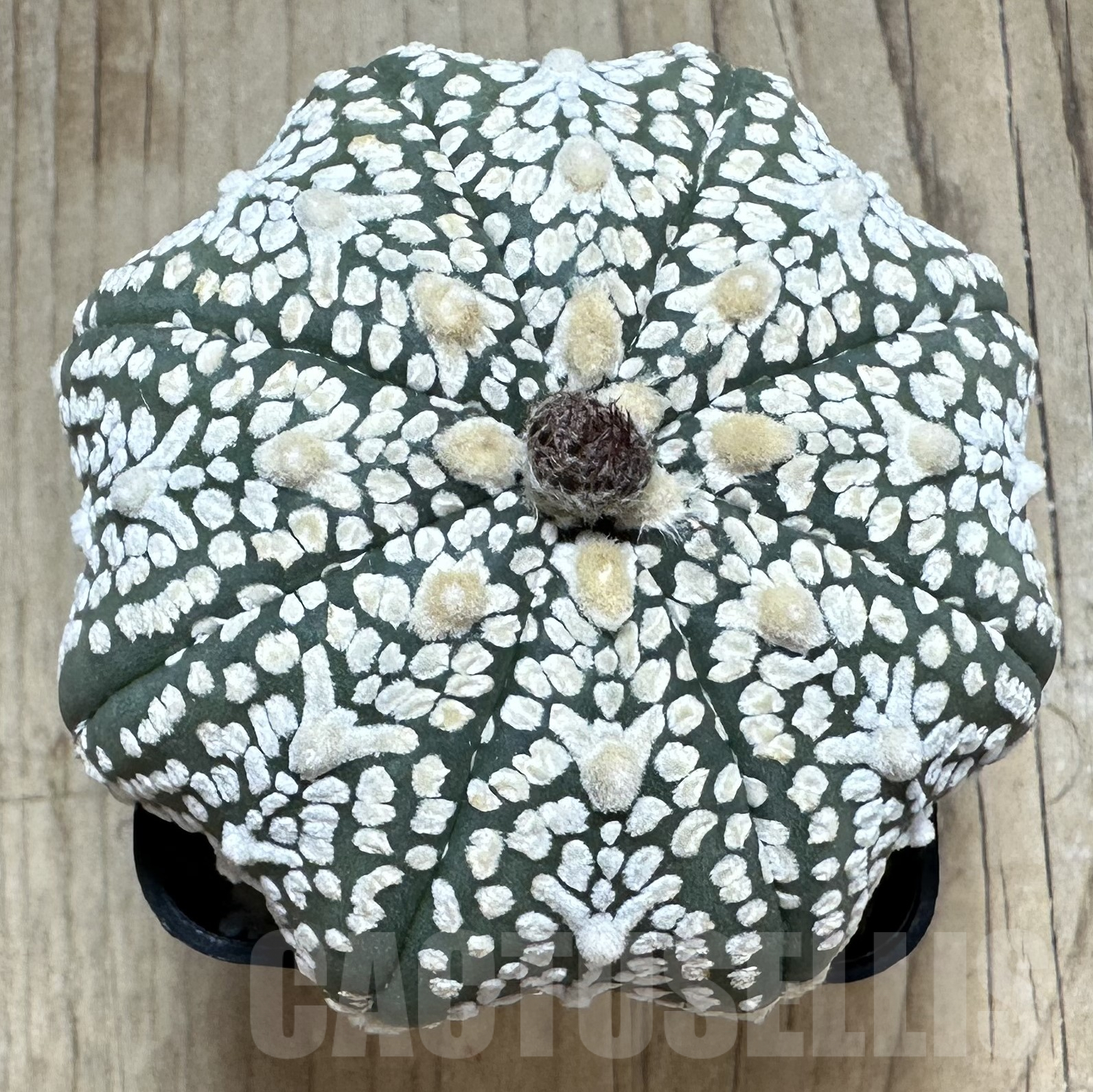 SHPR33569 Astrophytum asterias ‘Super kabuto, Star shape’ V-type - Image 2