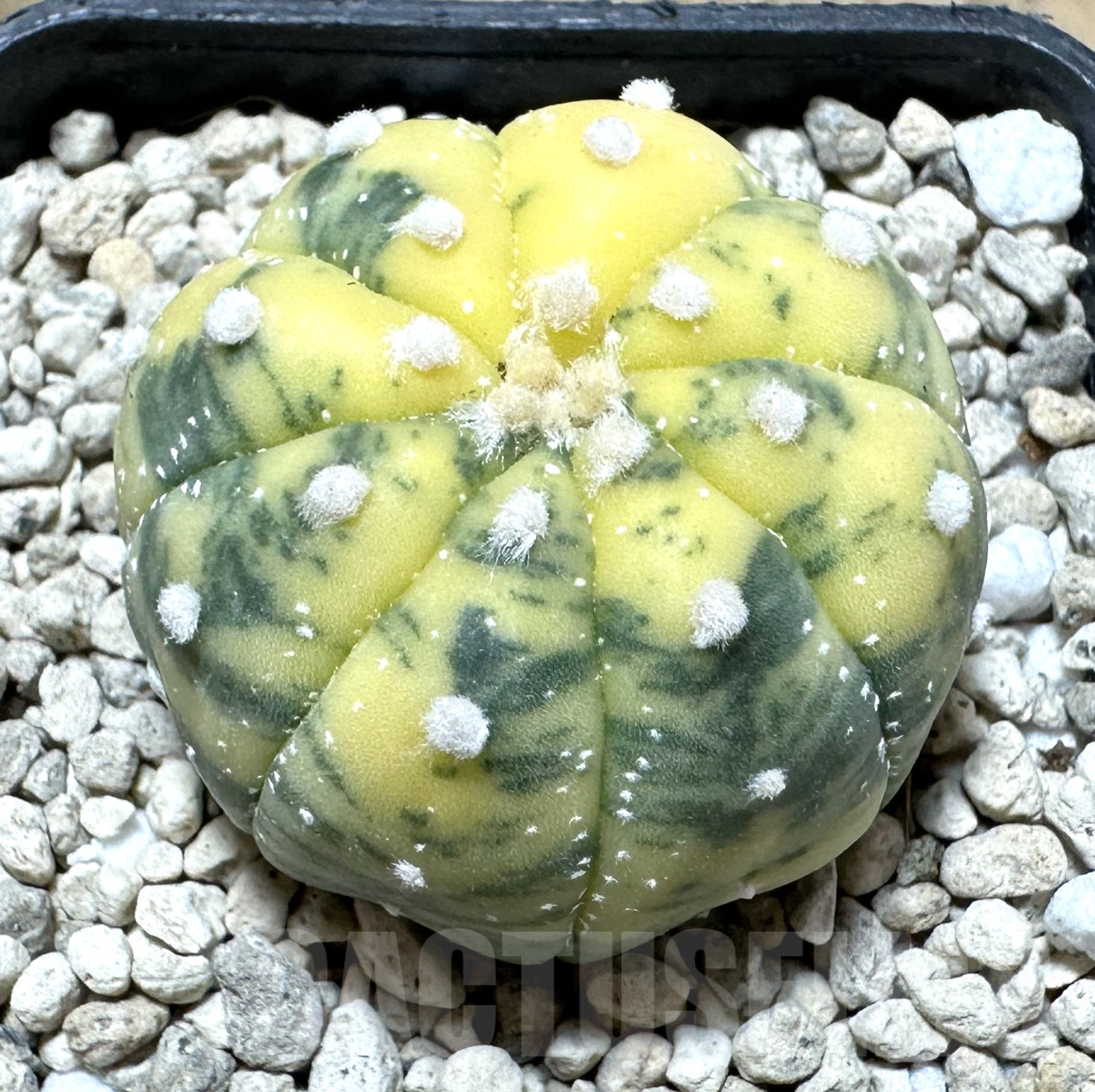 SHPR33584 Astrophytum asterias f. variegata